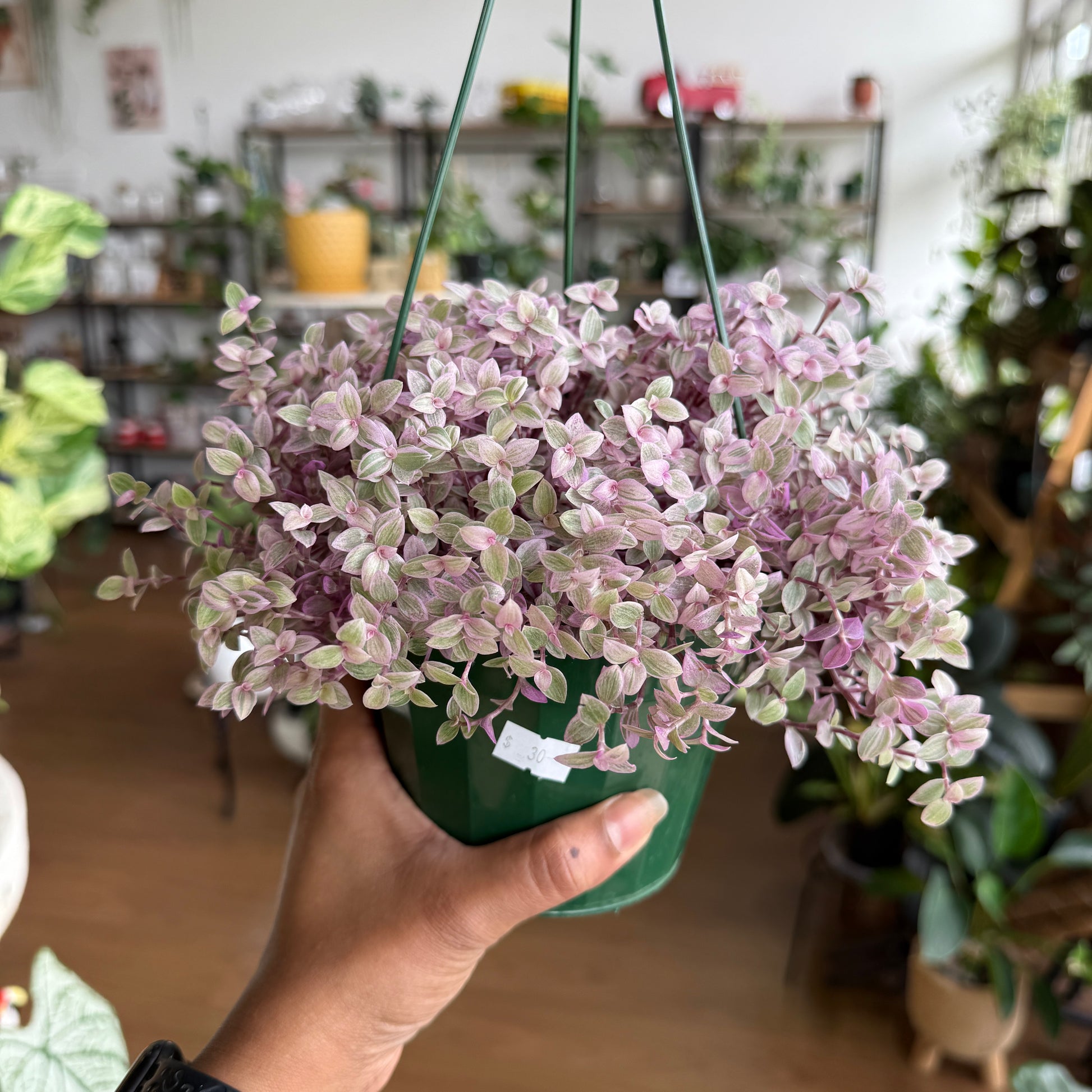 Callisia Repens 'Pink Panther'