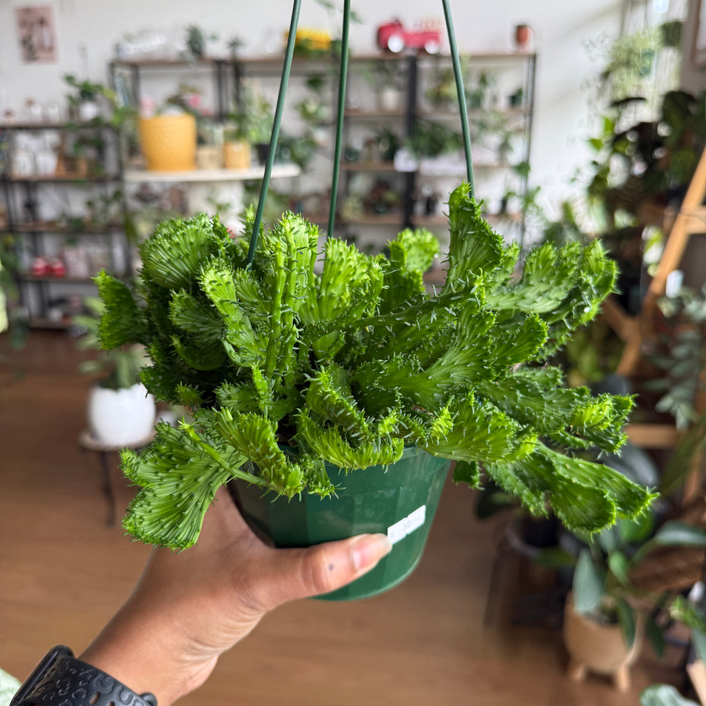Euphorbia Flanaganii f. Cristata (Crested Medusa’s Head)
