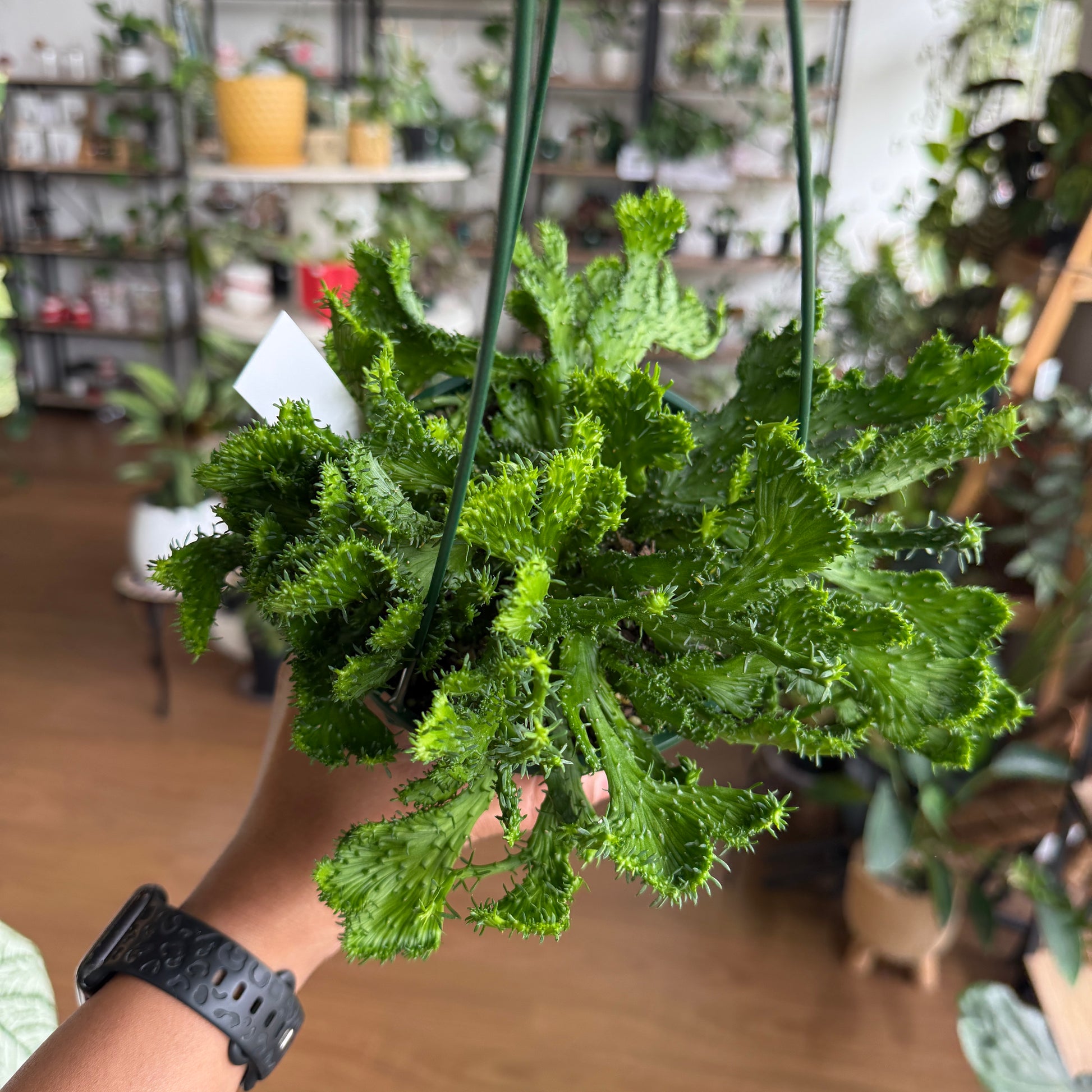 Euphorbia flanaganii f. cristata Crested Medusa’s Head succulent Sydney