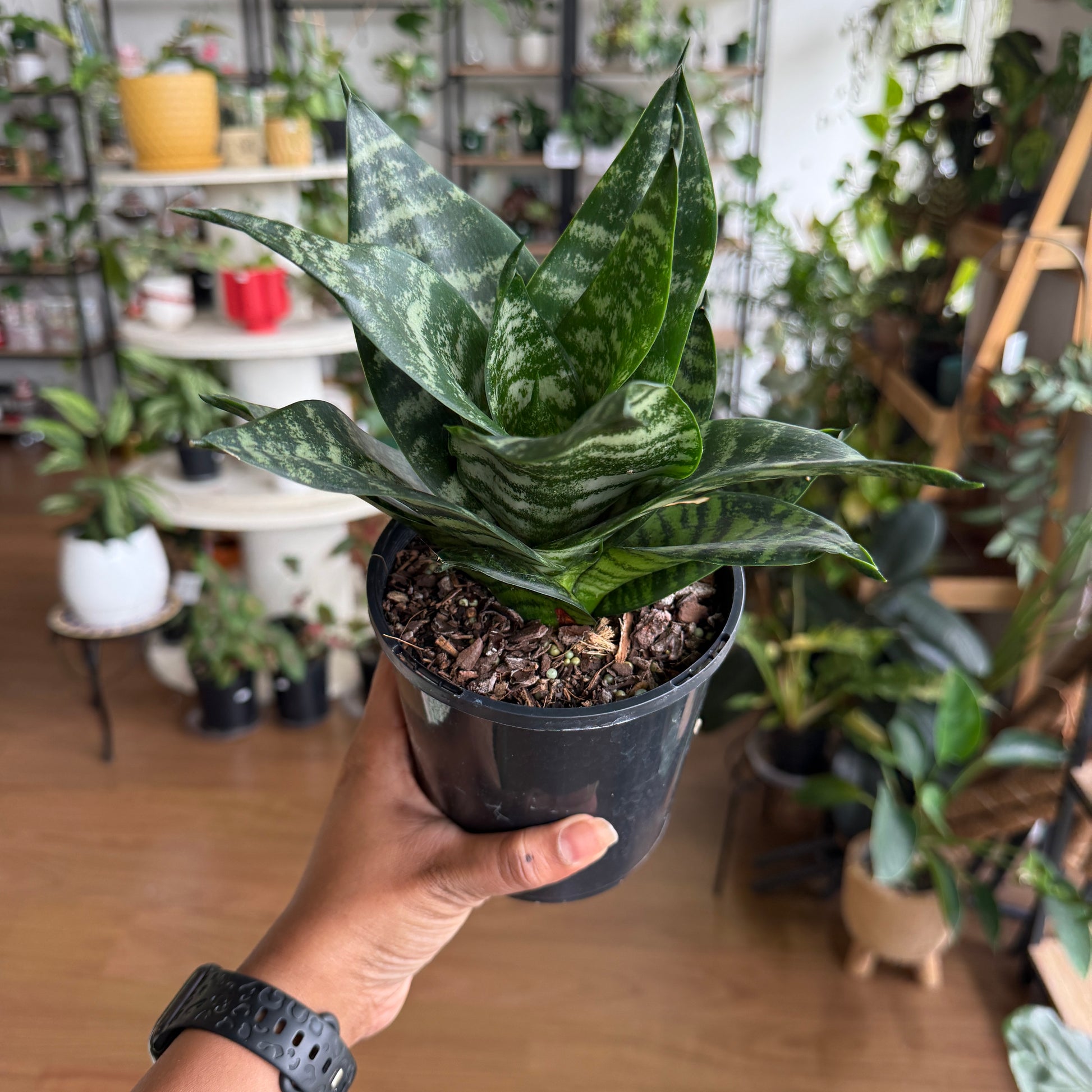 dwarf plants indoor Dwarf Snake Plant