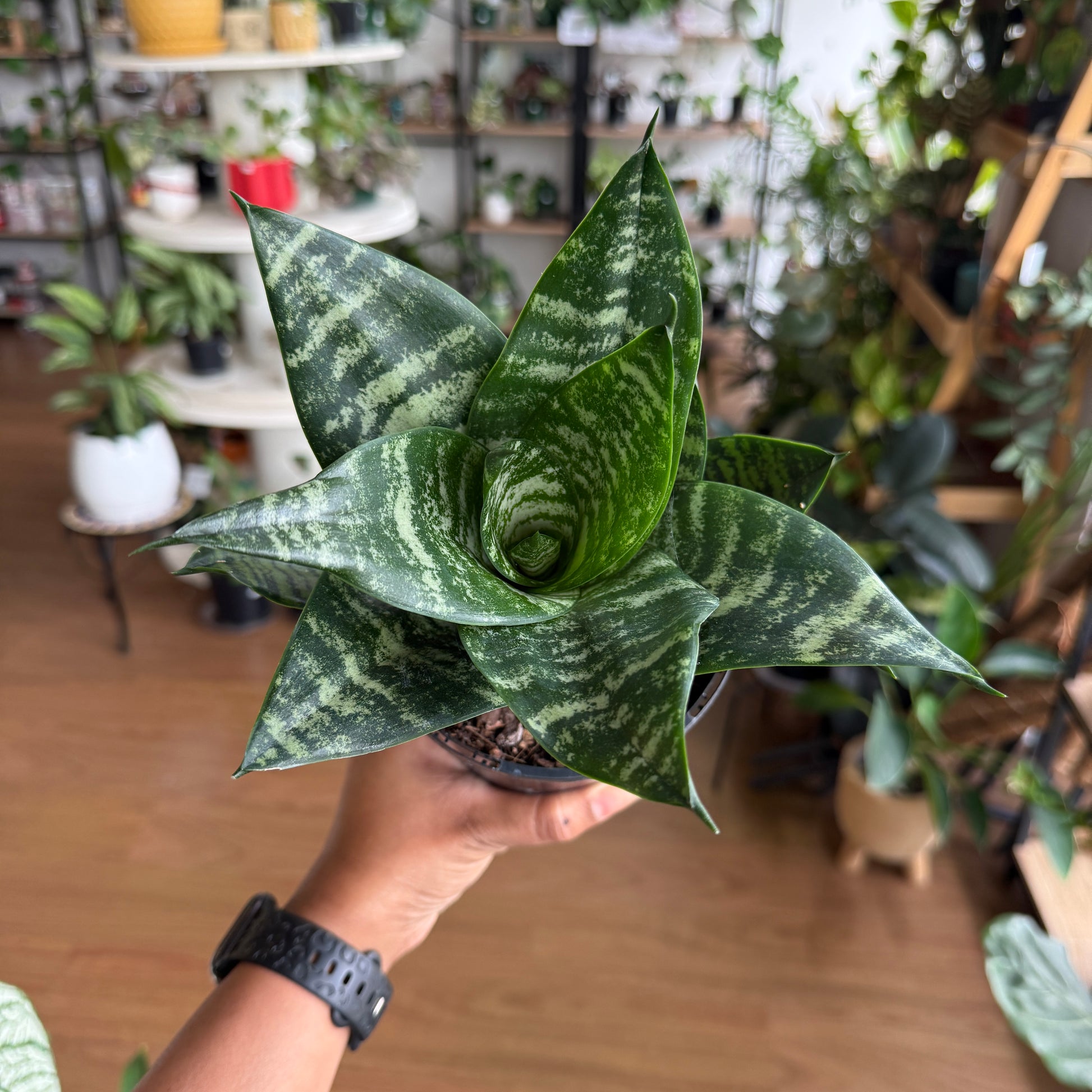 dwarf snake plant varieties Dwarf Snake Plant