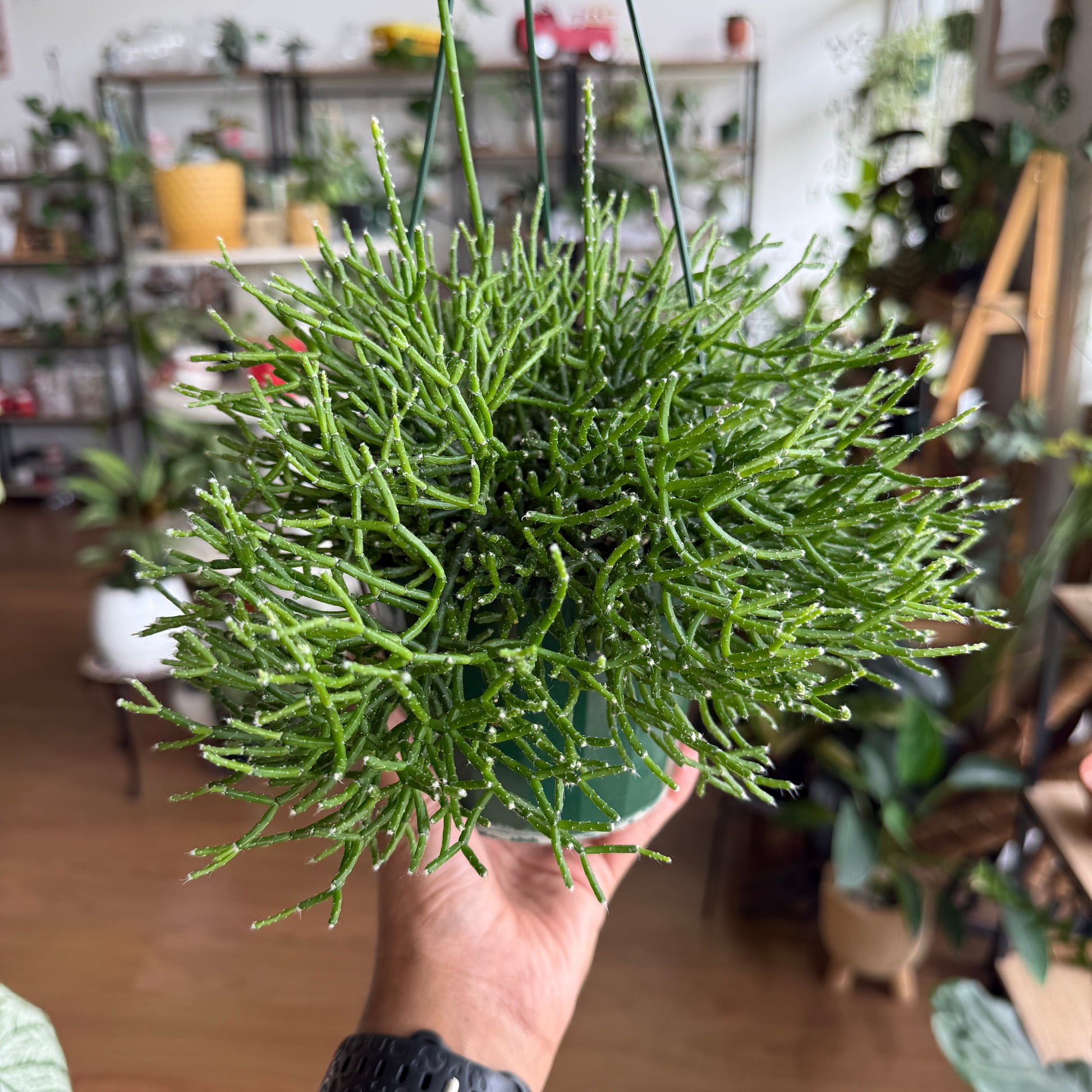 Rhipsalis cereuscula trailing succulent indoor plant Sydney