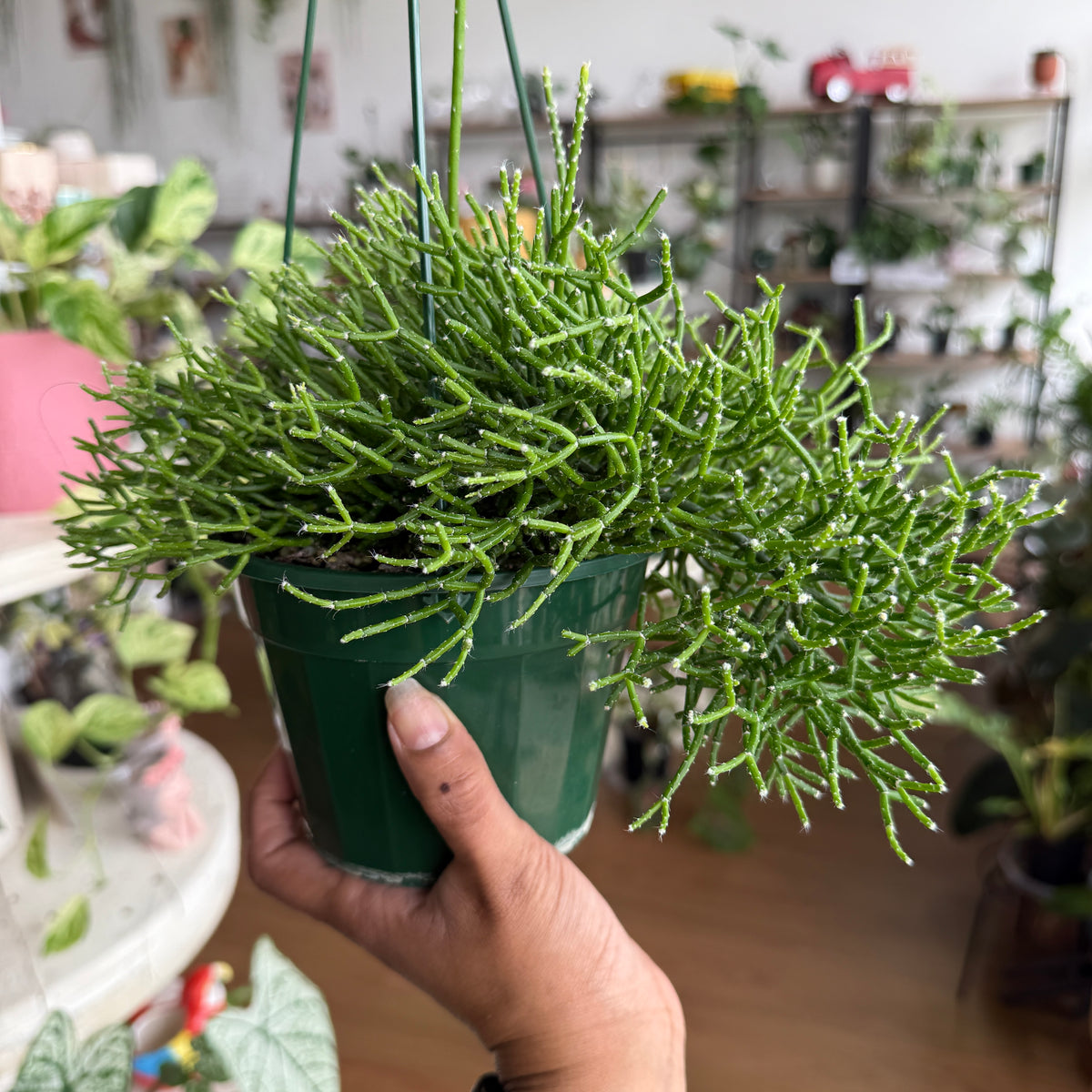 Rhipsalis Cereuscula 'Mistletoe Cactus'