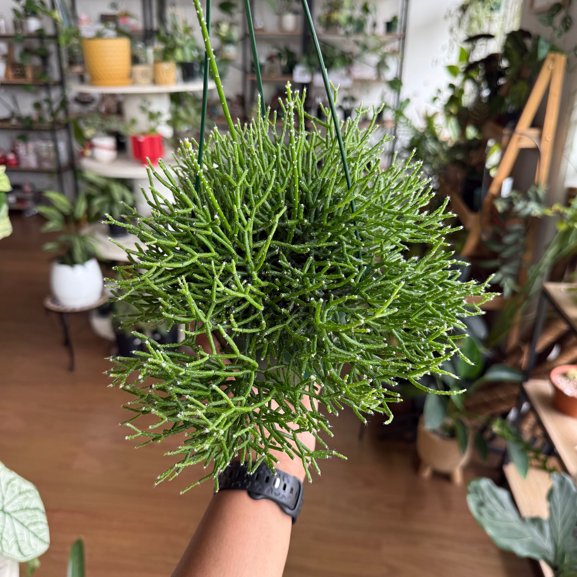Rhipsalis Cereuscula 'Mistletoe Cactus'