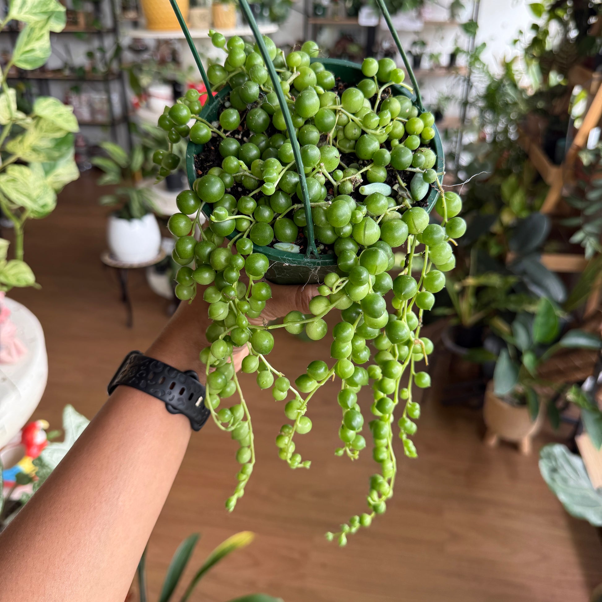 Senecio String of Pearls trailing succulent in hanging pot Sydney