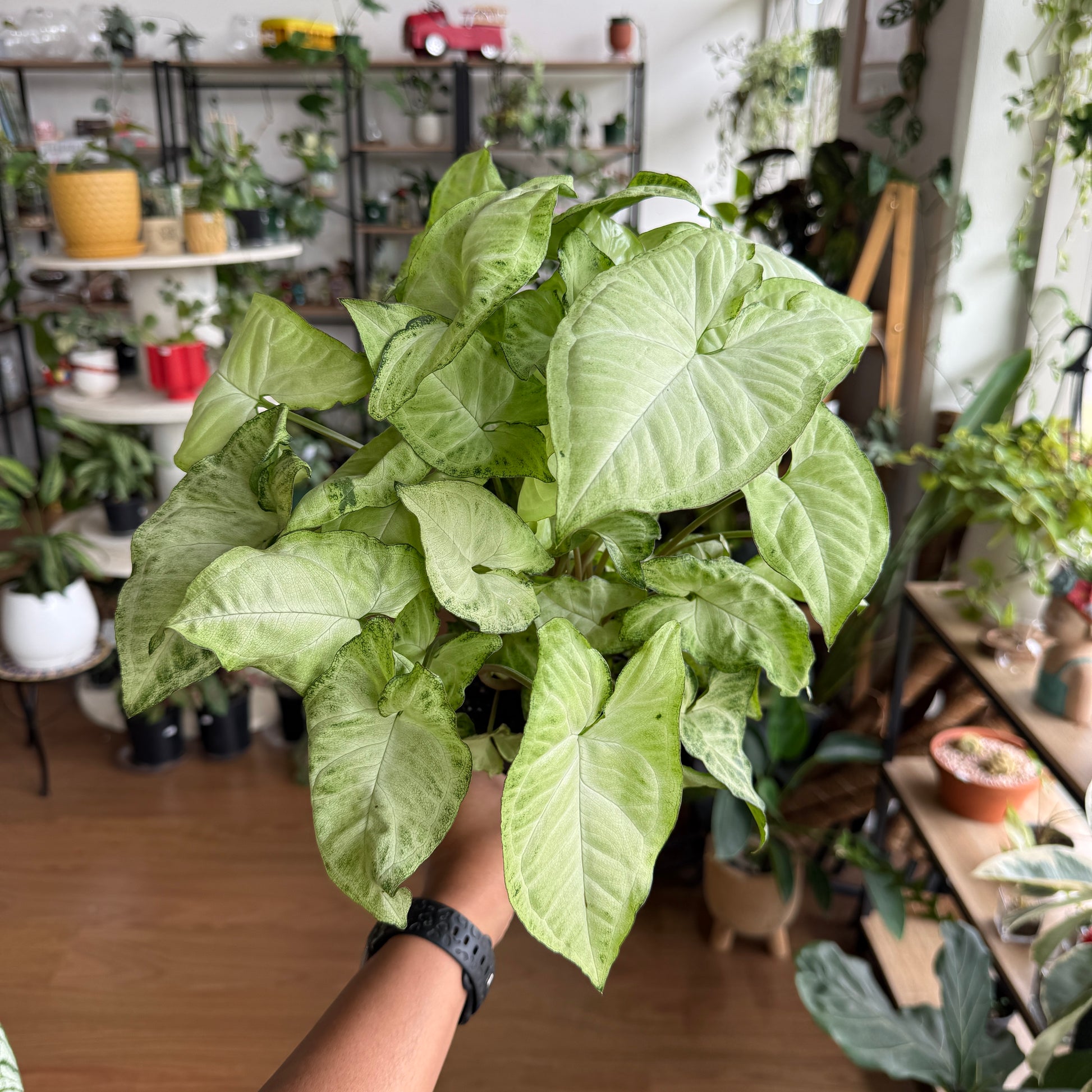 Syngonium ‘White Butterfly’