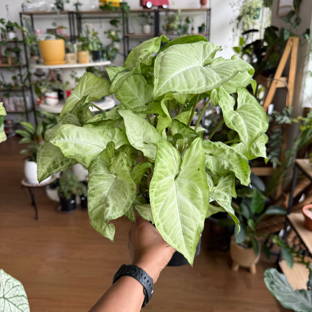 Syngonium White Butterfly indoor plant with variegated arrow-shaped leaves Sydney