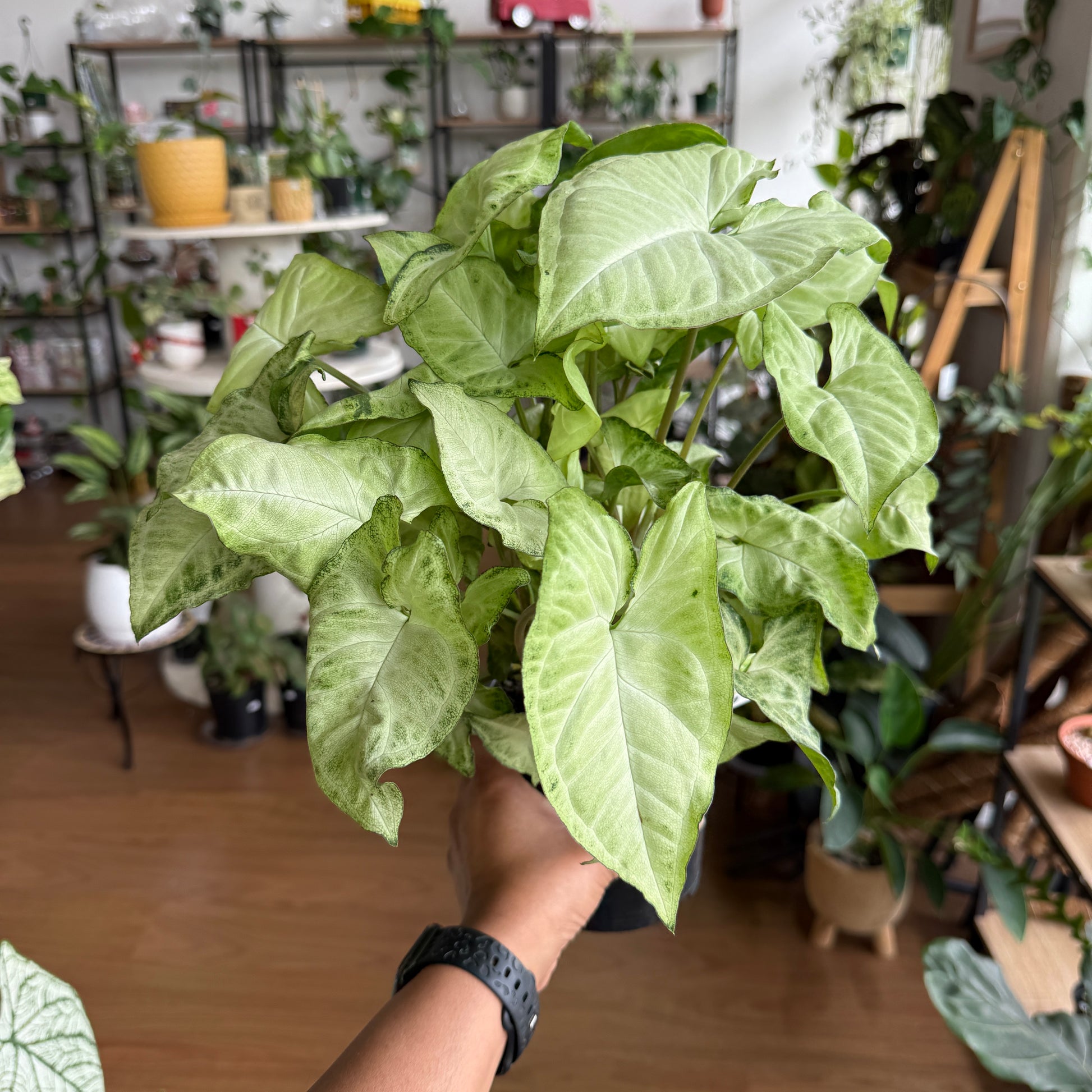 Syngonium White Butterfly indoor plant with variegated arrow-shaped leaves Sydney