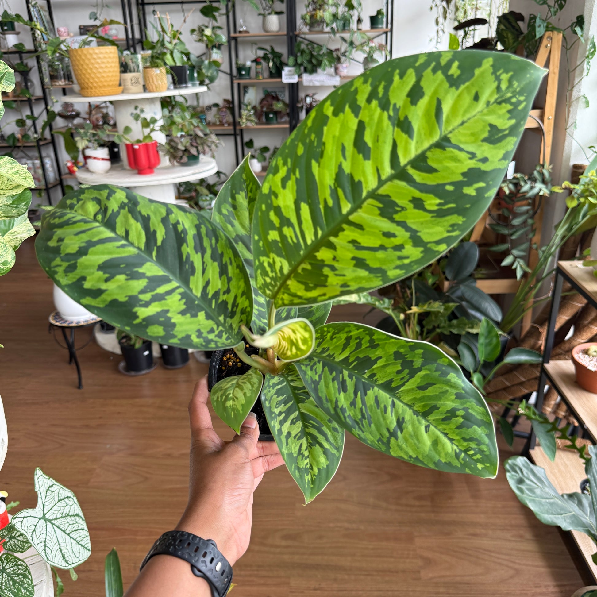 Homaloena ‘Camouflage’ tropical foliage plant variegated leaves Sydney