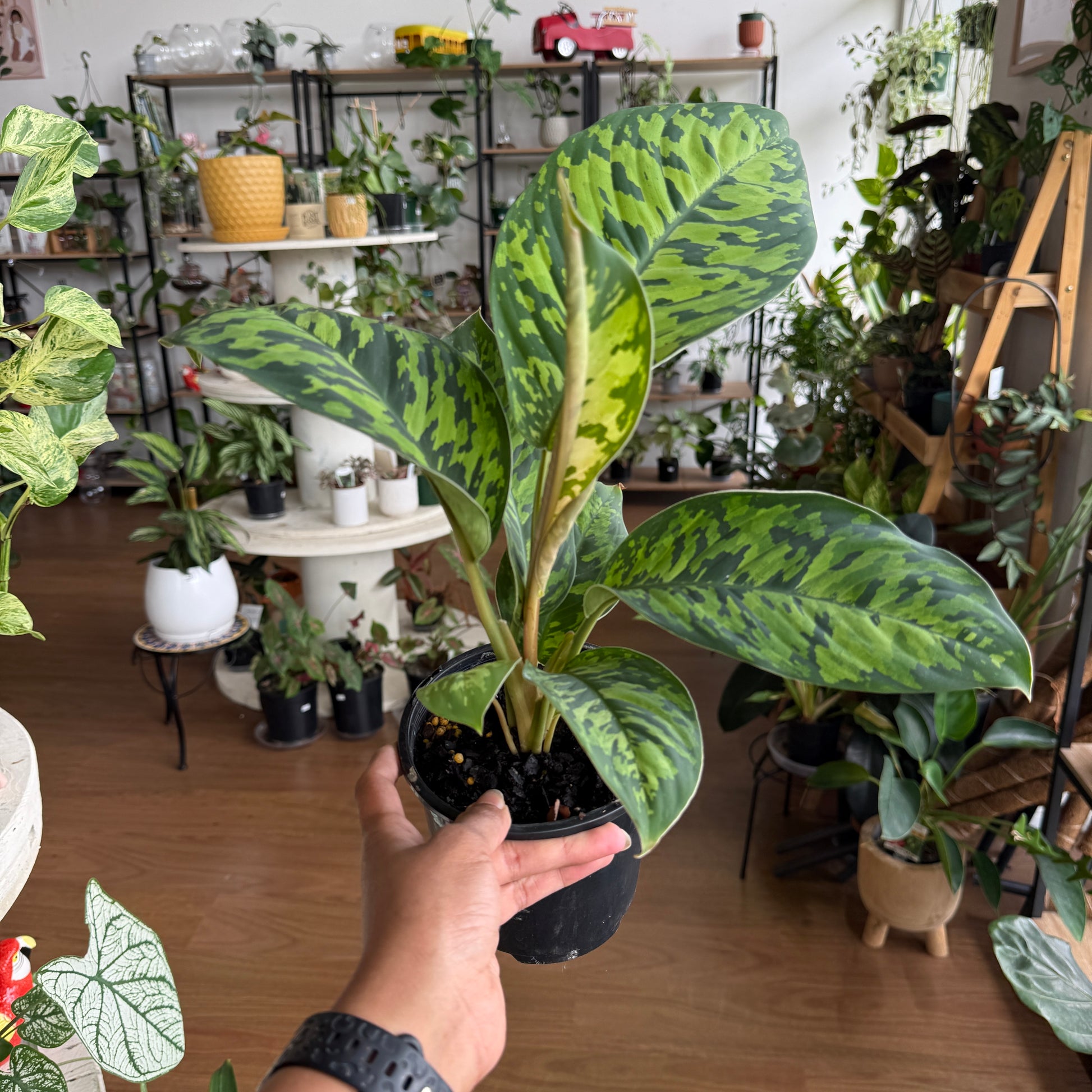 Homaloena ‘Camouflage’