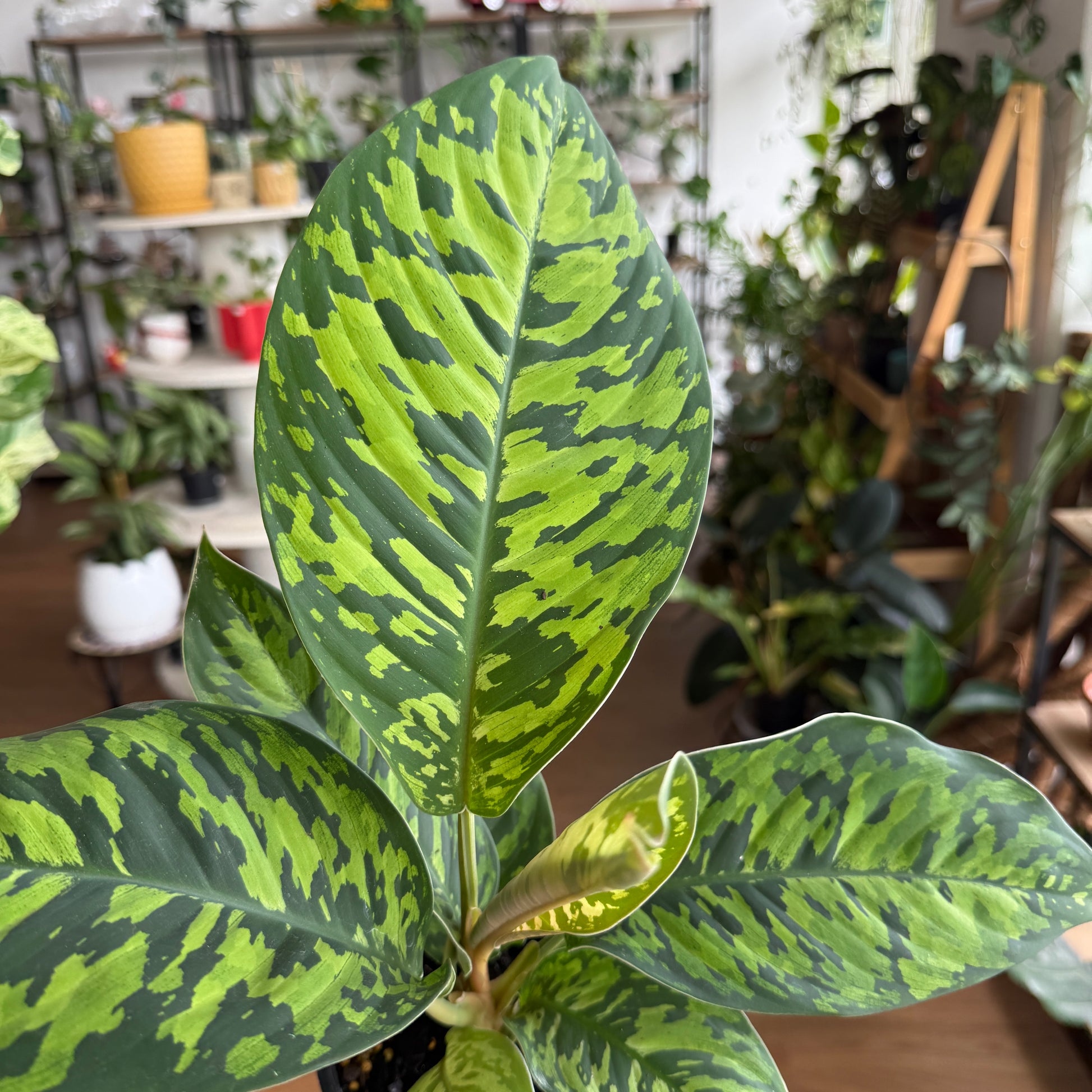 Homaloena ‘Camouflage’