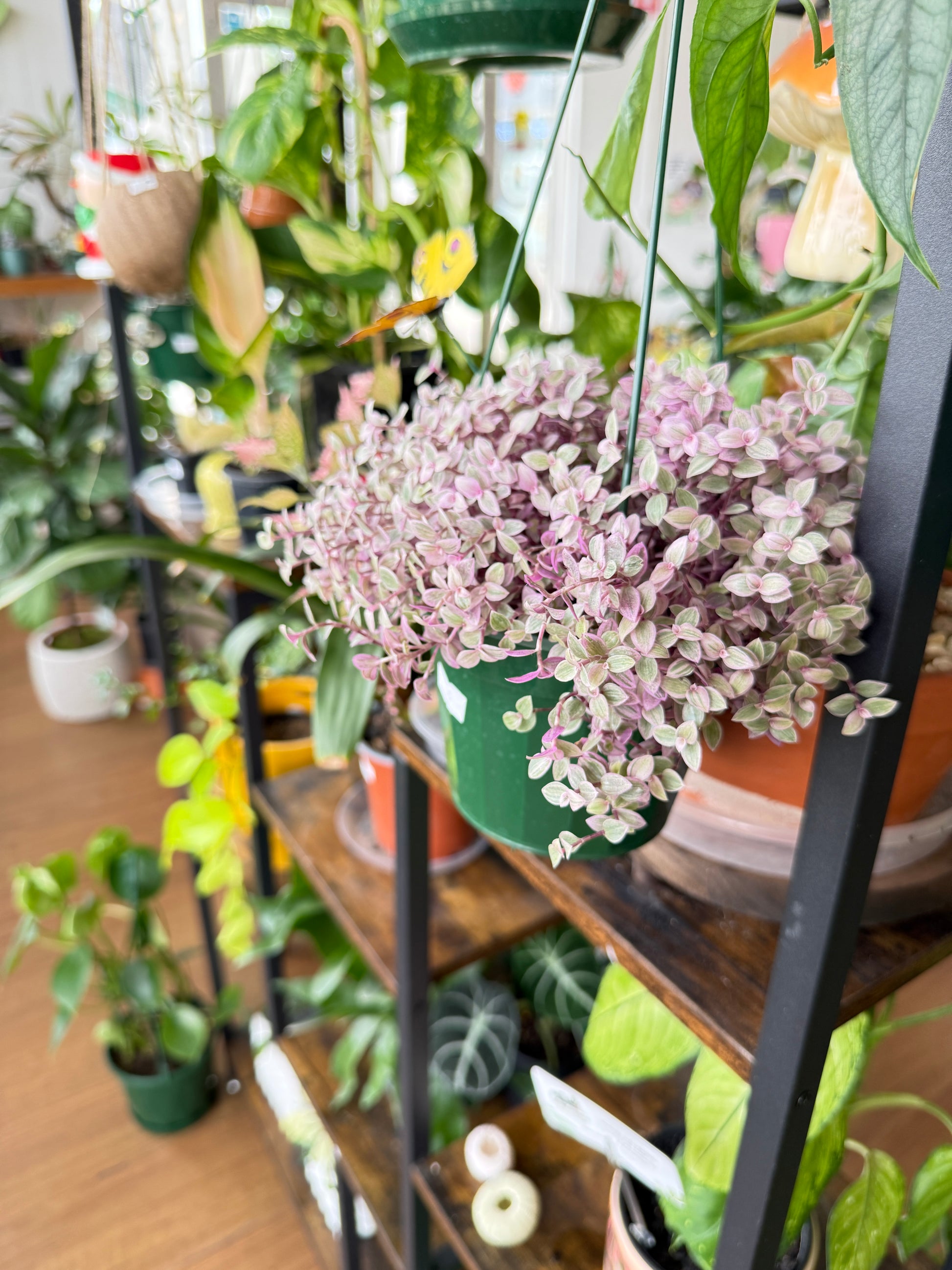 pink indoor plants australia Callisia Repens Plant