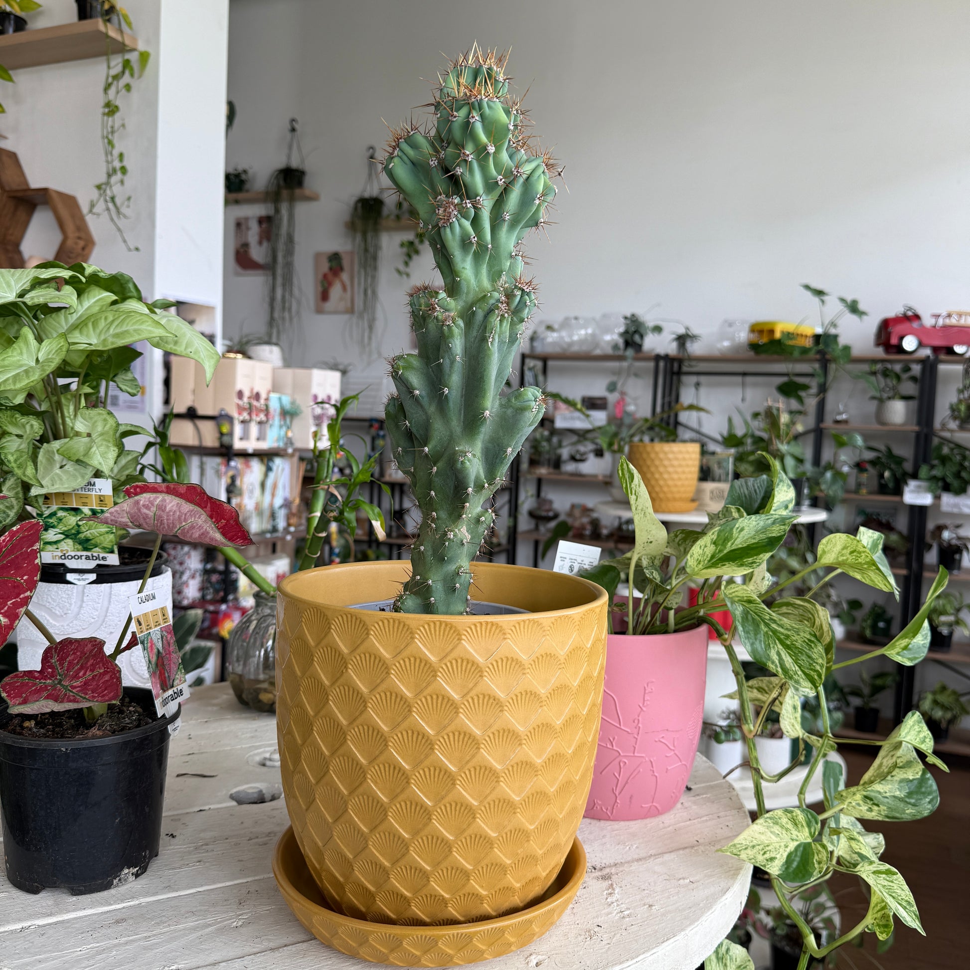 Cereus peruvianus monstrosus Curiosity Cactus twisted succulent Sydney