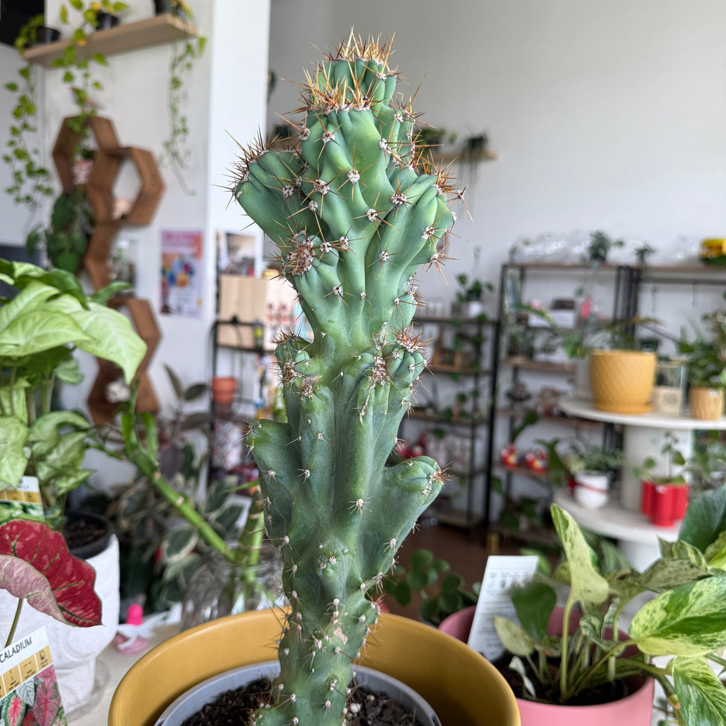 Cereus Peruvianus Monstrosus "Curiosity Cactus"