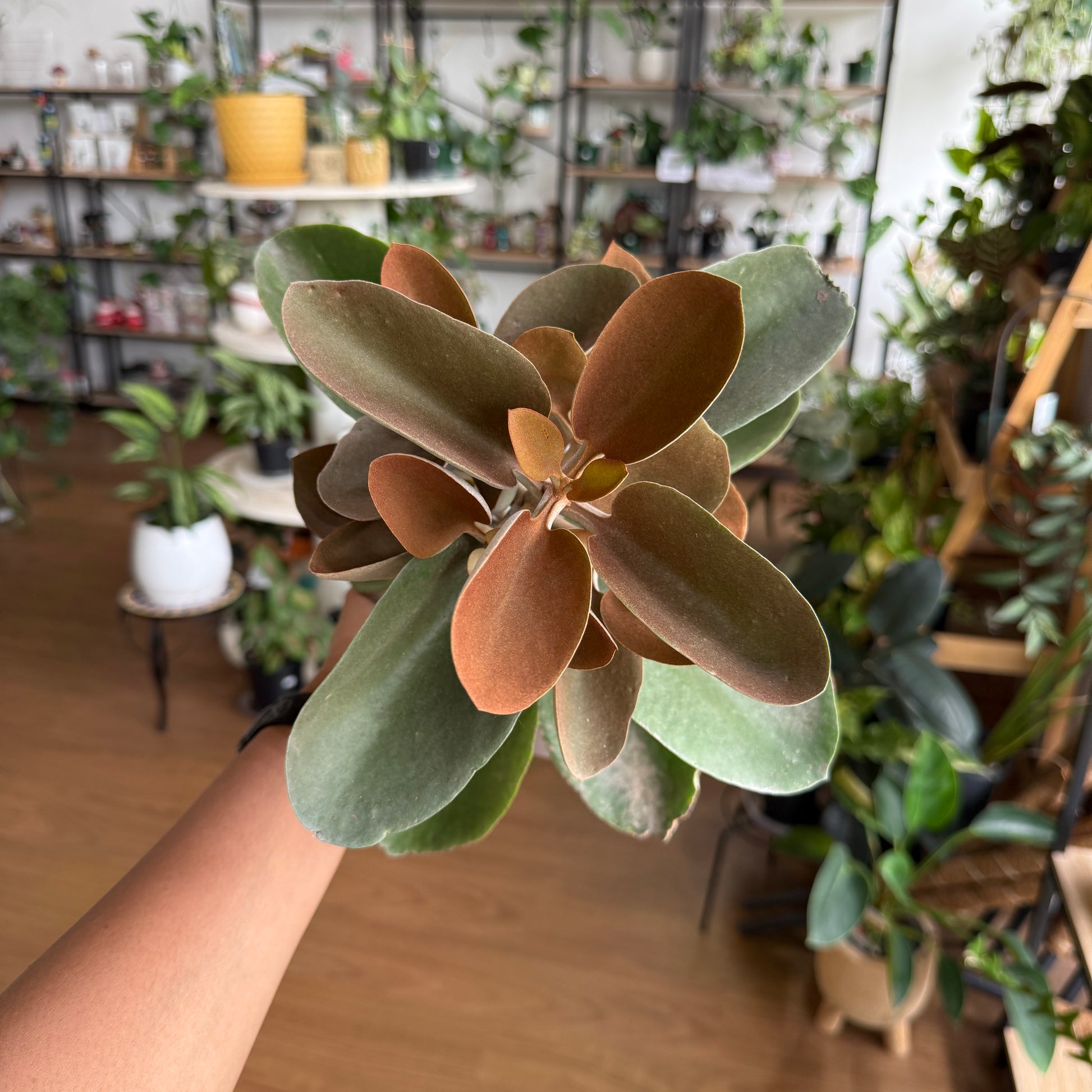 Kalanchoe ‘Copper Spoons’ succulent with copper-bronze paddle leaves Sydney