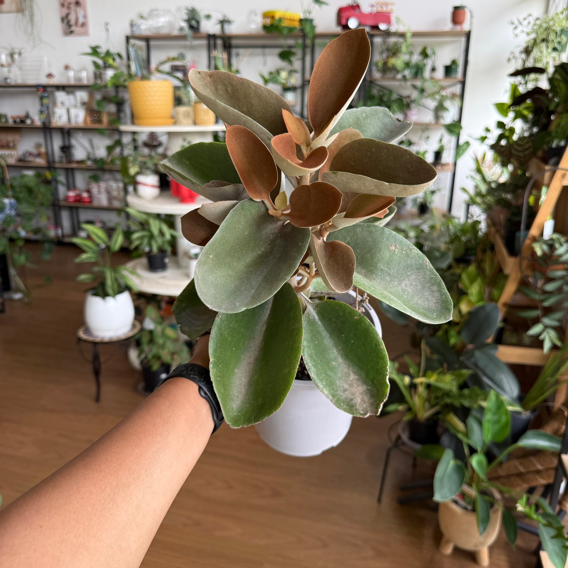 Kalanchoe ‘Copper Spoons’