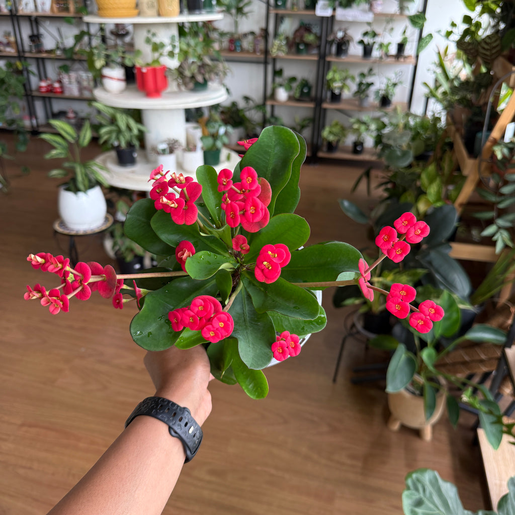 Euphorbia milii Crown of Thorns succulent with red flowers Sydney