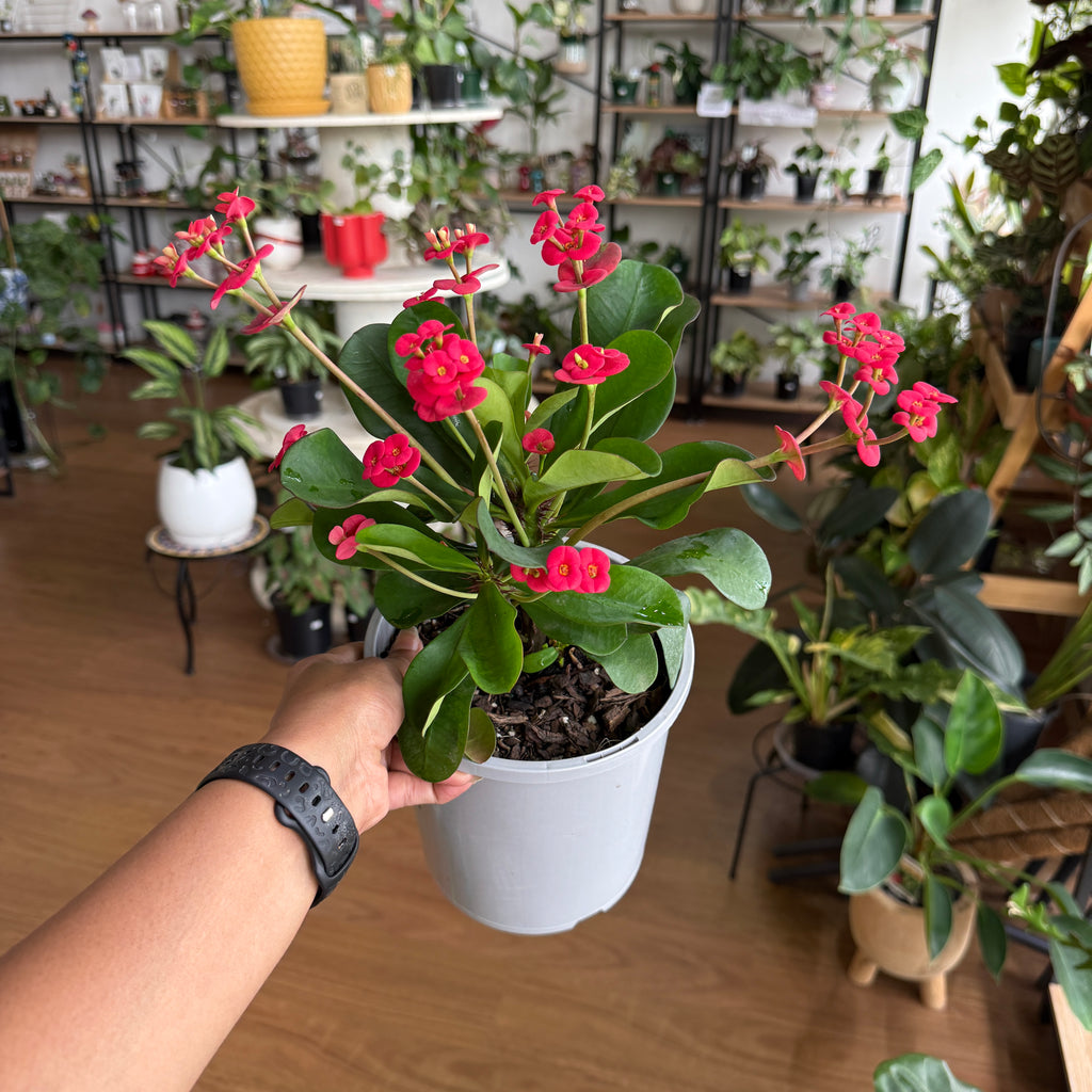 Euphorbia Milii - Crown of Thorns