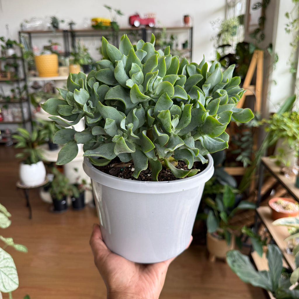 Crassula Undulatifolia 'Max Cook'