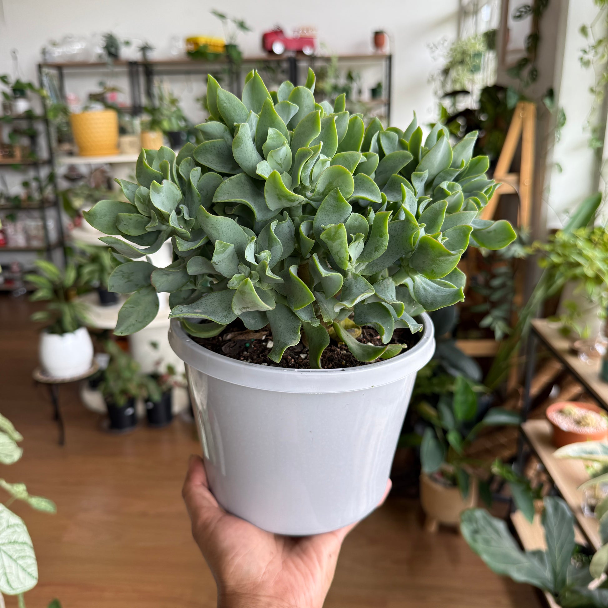 Crassula Undulatifolia 'Max Cook'