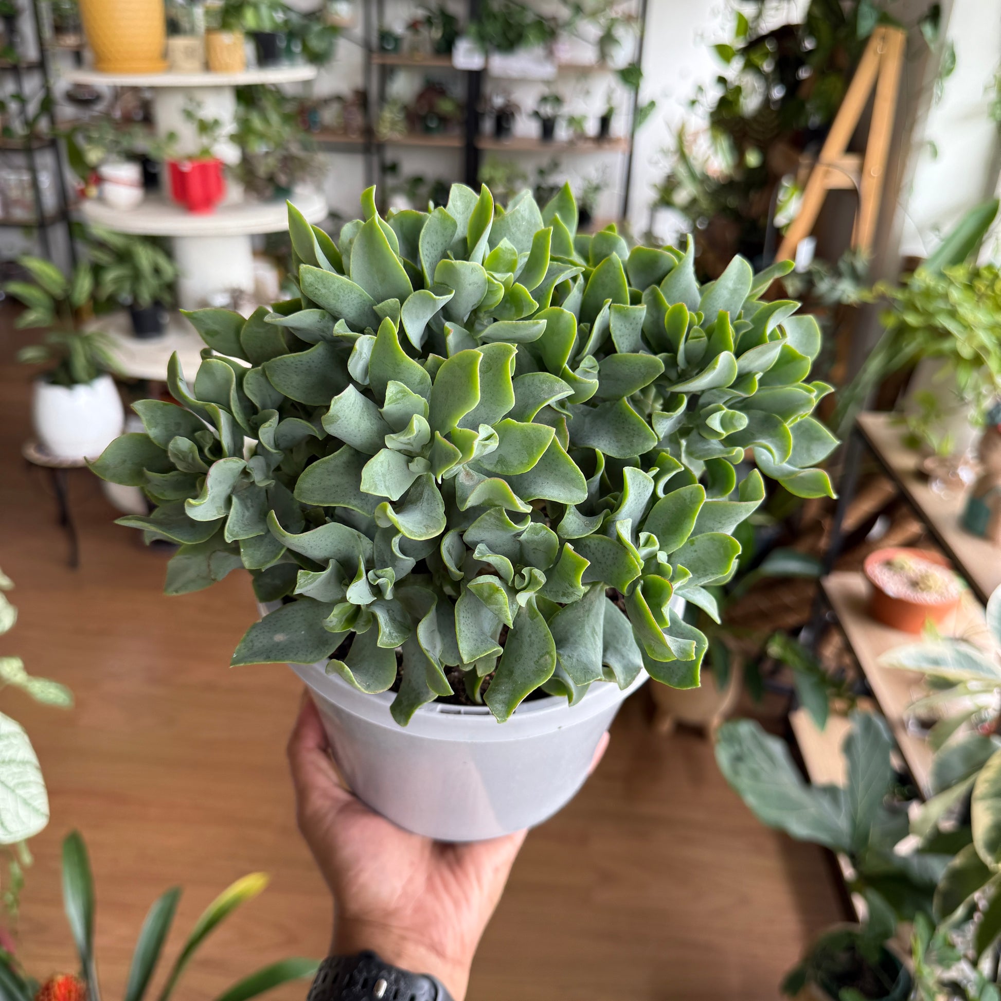 Crassula undulatifolia ‘Max Cook’ succulent with wavy rosette leaves Sydney