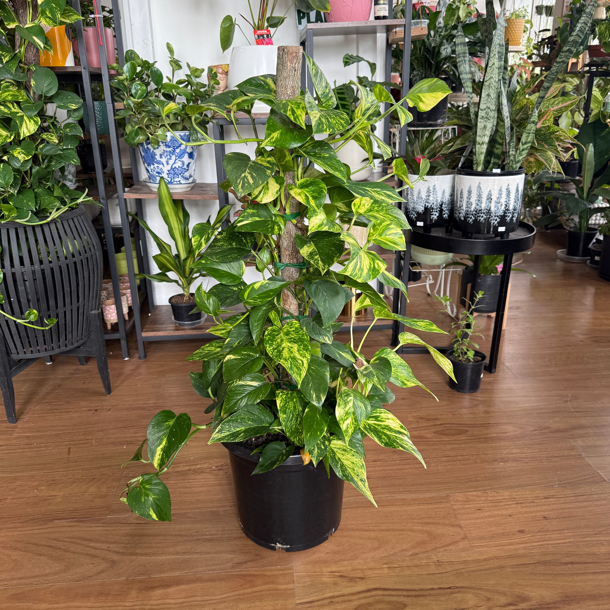 Devil’s Ivy Pothos Totem | Climbing Plant Sydney