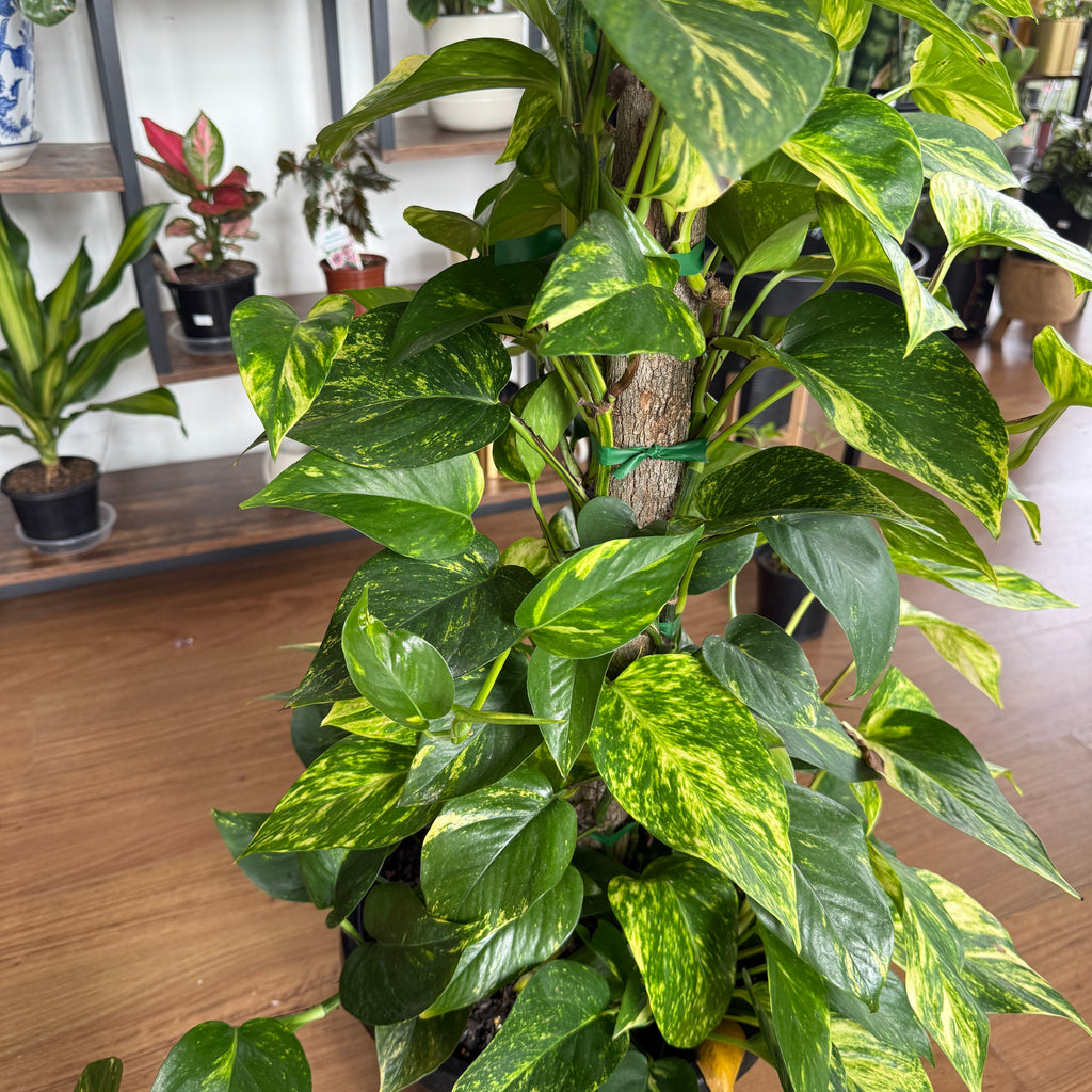 Epipremnum Aureum Devil’s Ivy Pothos Totem
