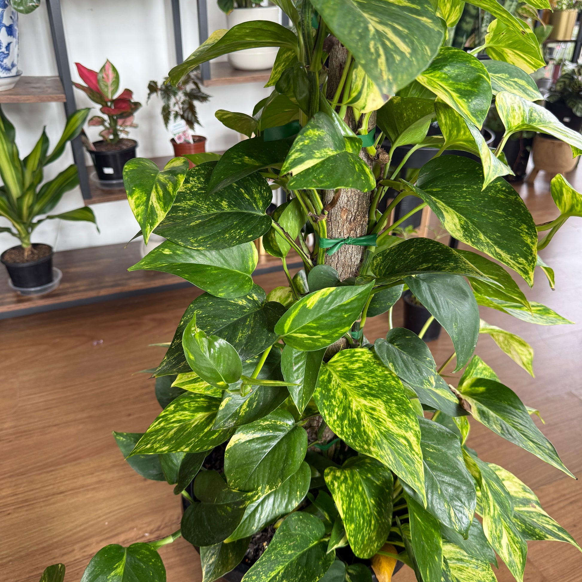 Epipremnum Aureum Devil’s Ivy Pothos Totem