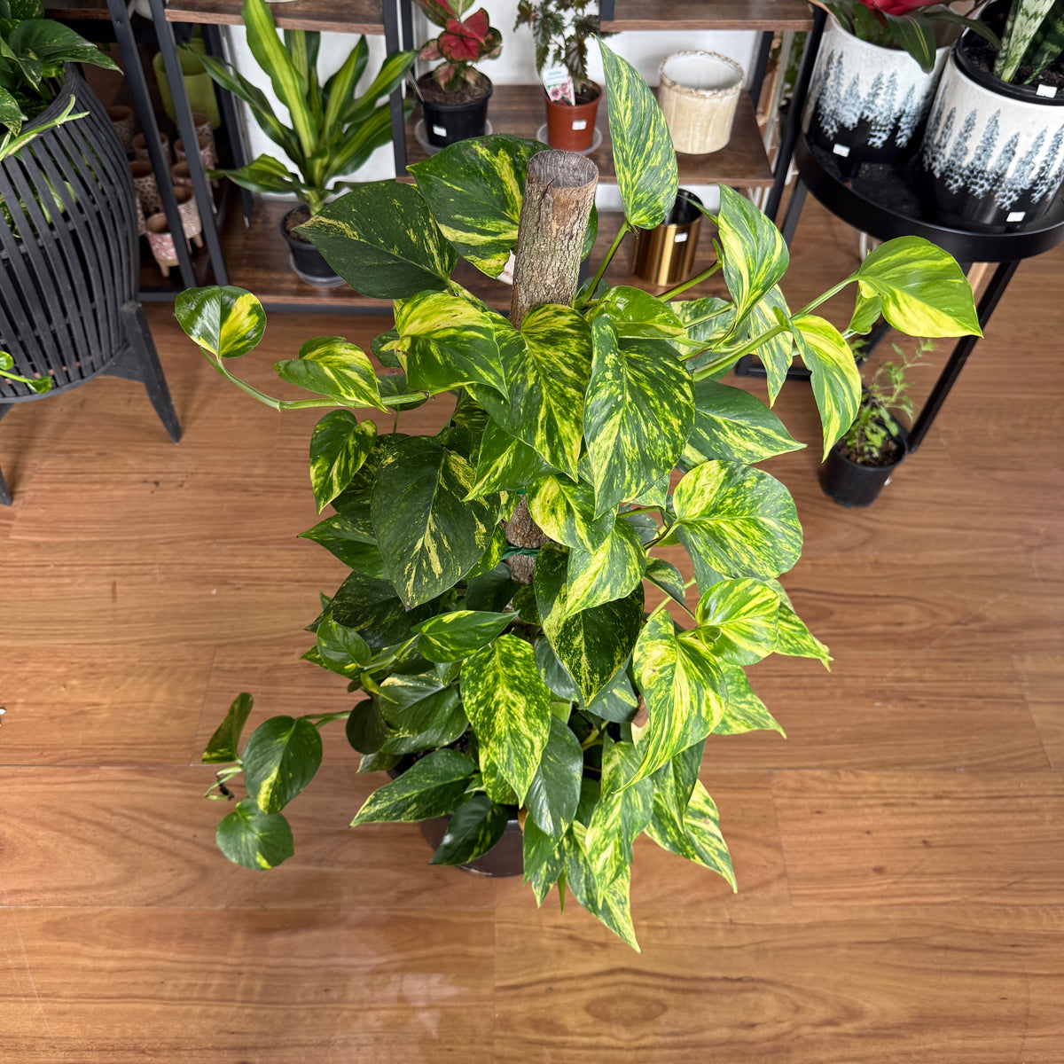 Epipremnum Aureum Devil’s Ivy Pothos Totem
