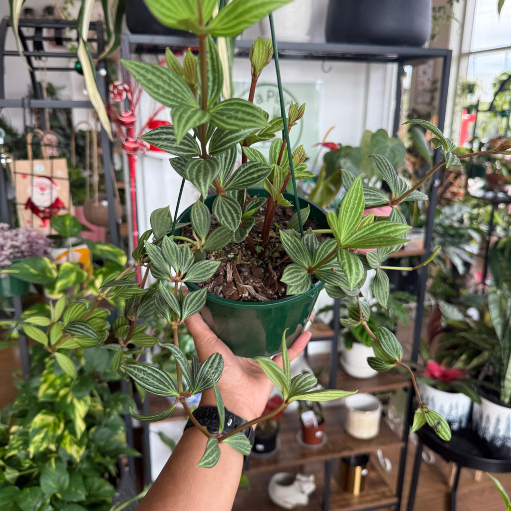 Peperomia Pellucida