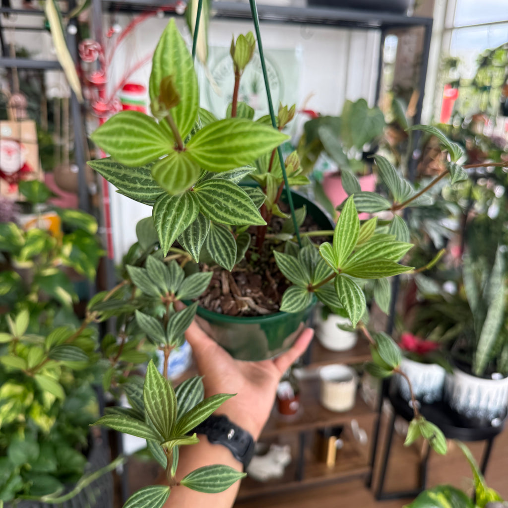 Peperomia pellucida indoor plant with glossy heart shaped leaves Sydney