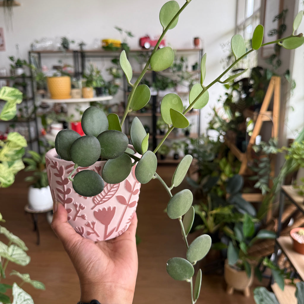 Silver Dollar Vine trailing succulent with round coin leaves Sydney