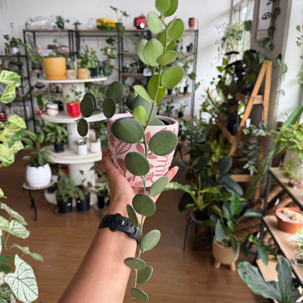 Xerosicyos Danguyi 'Silver Dollar Vine'