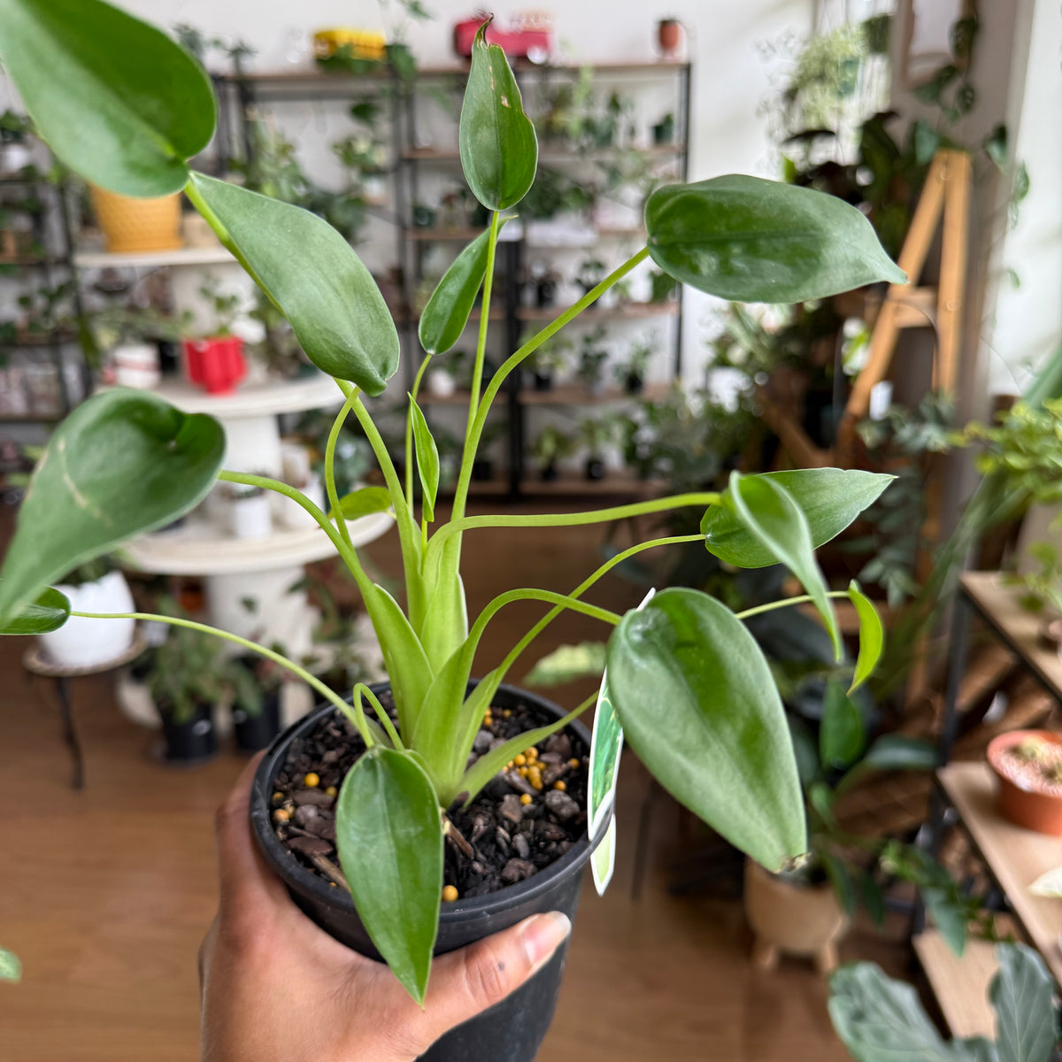 Alocasia Tiny Dancer compact indoor plant for bright indirect light