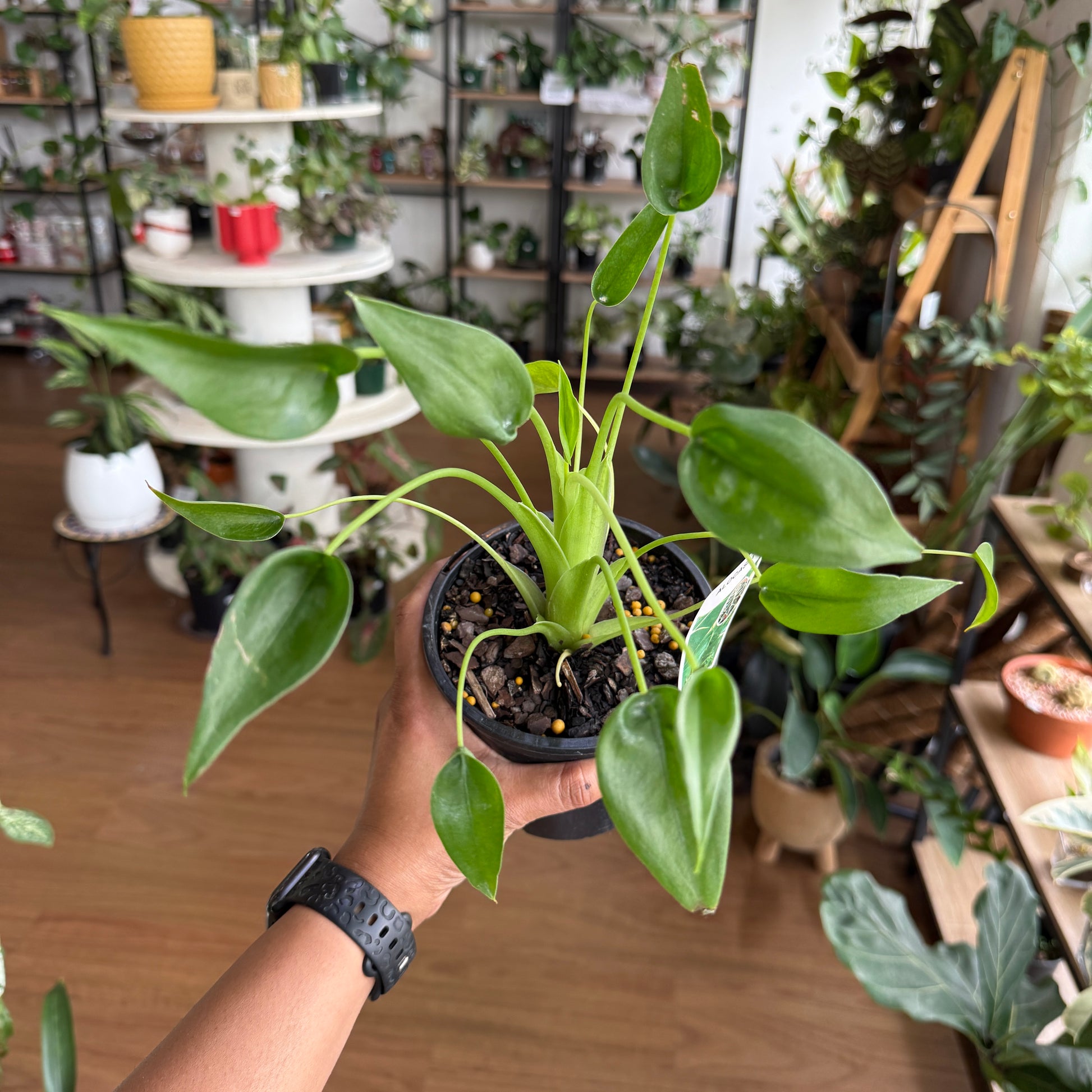 philodendron tiny dancer Alocasia Tiny Dancer Plant