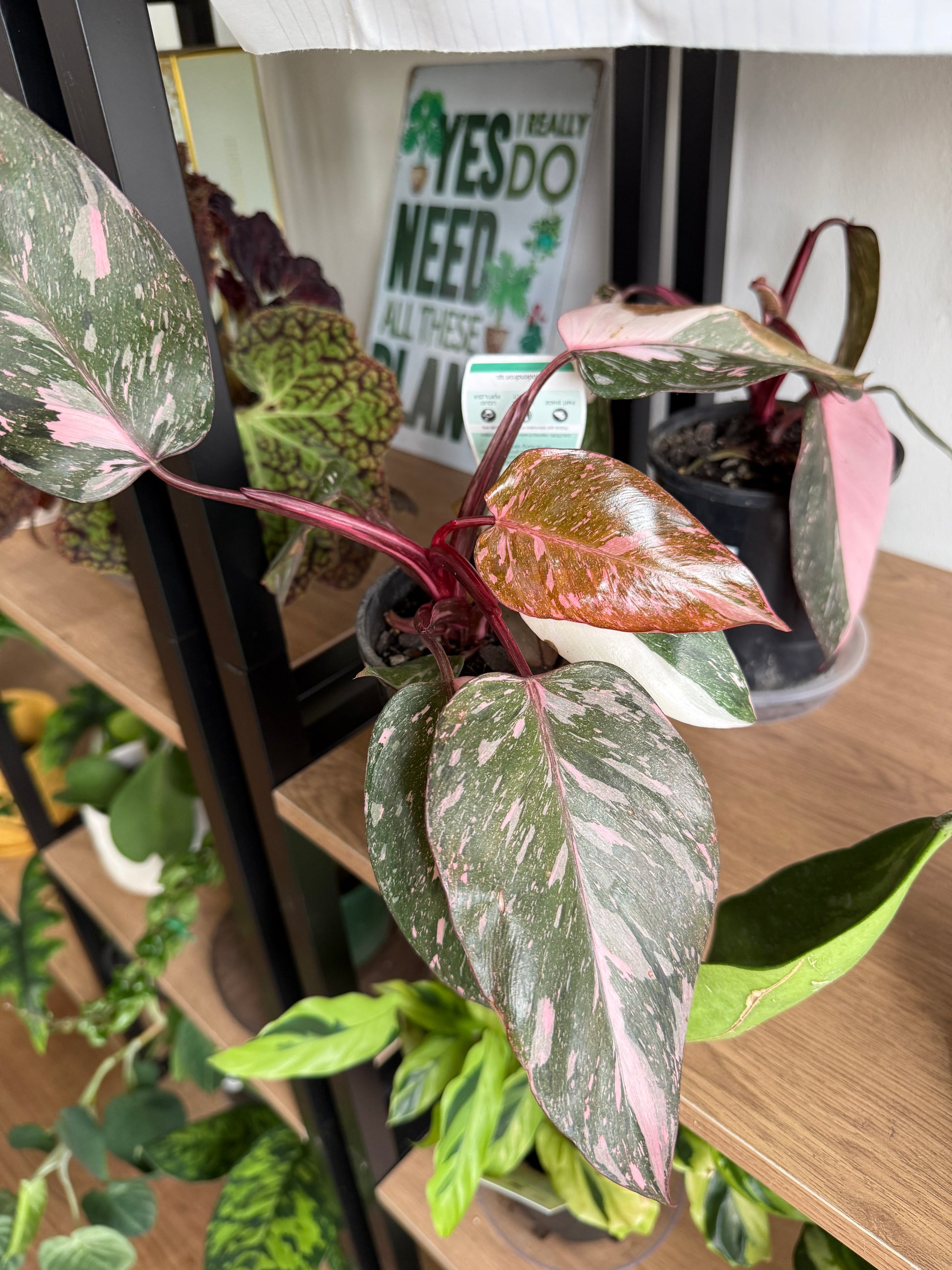 Philodendron Pink Princess Galaxy rare indoor plant with pink variegated leaves in decorative pot Sydney