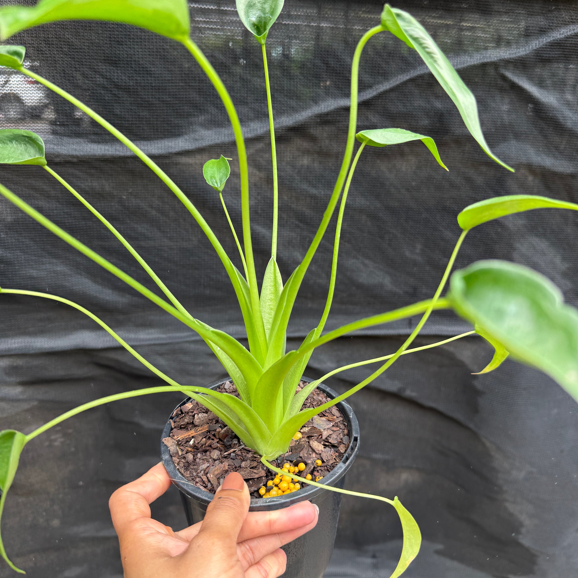 Alocasia ‘Tiny Dancer’