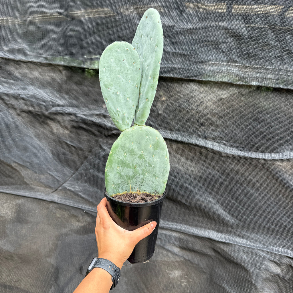 Opuntia ficus indica Spineless Burbank prickly pear cactus with green paddle pads in pot Sydney