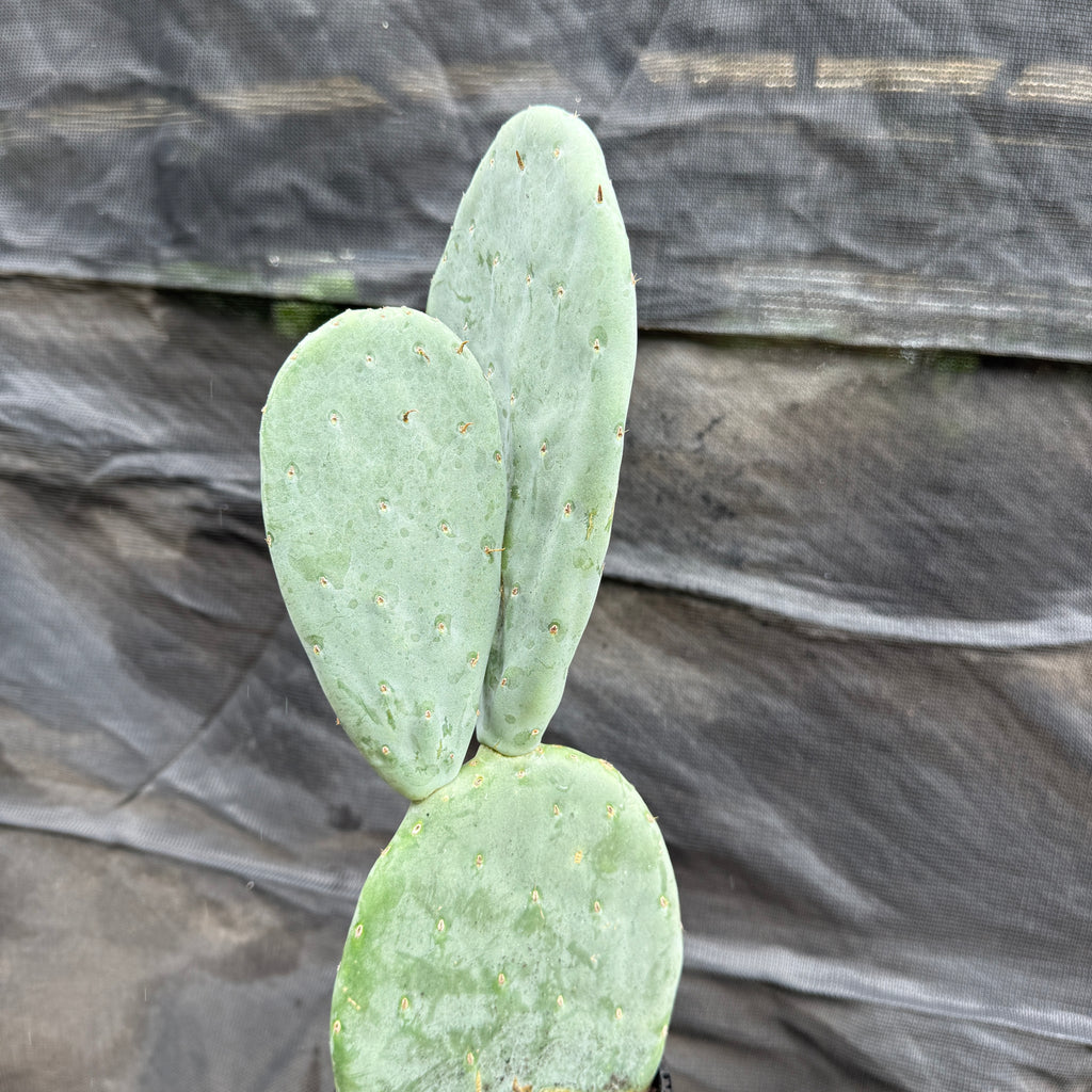 Puntia Ficus-Indica Spineless Burbank