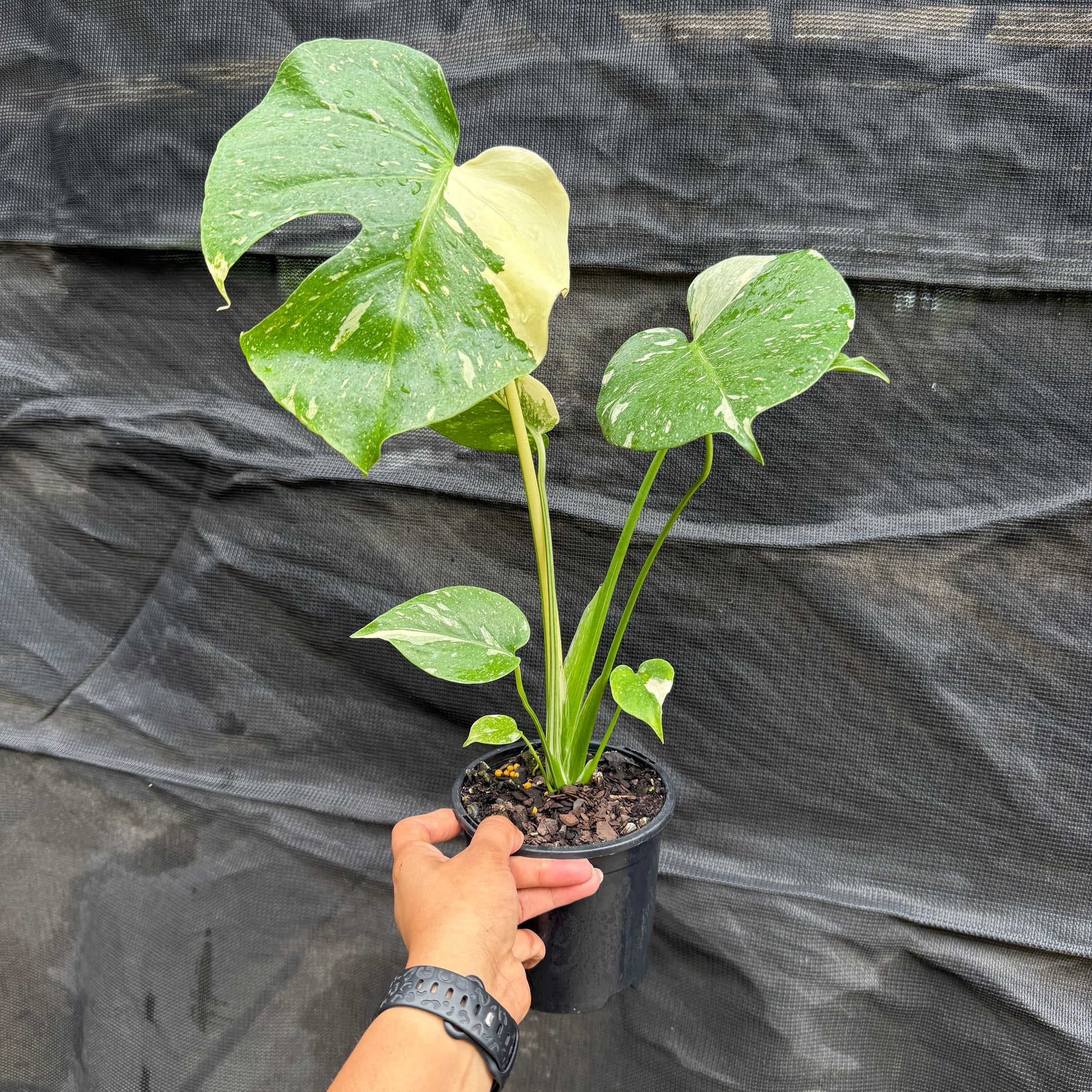 Monstera 'Thai Constellation'