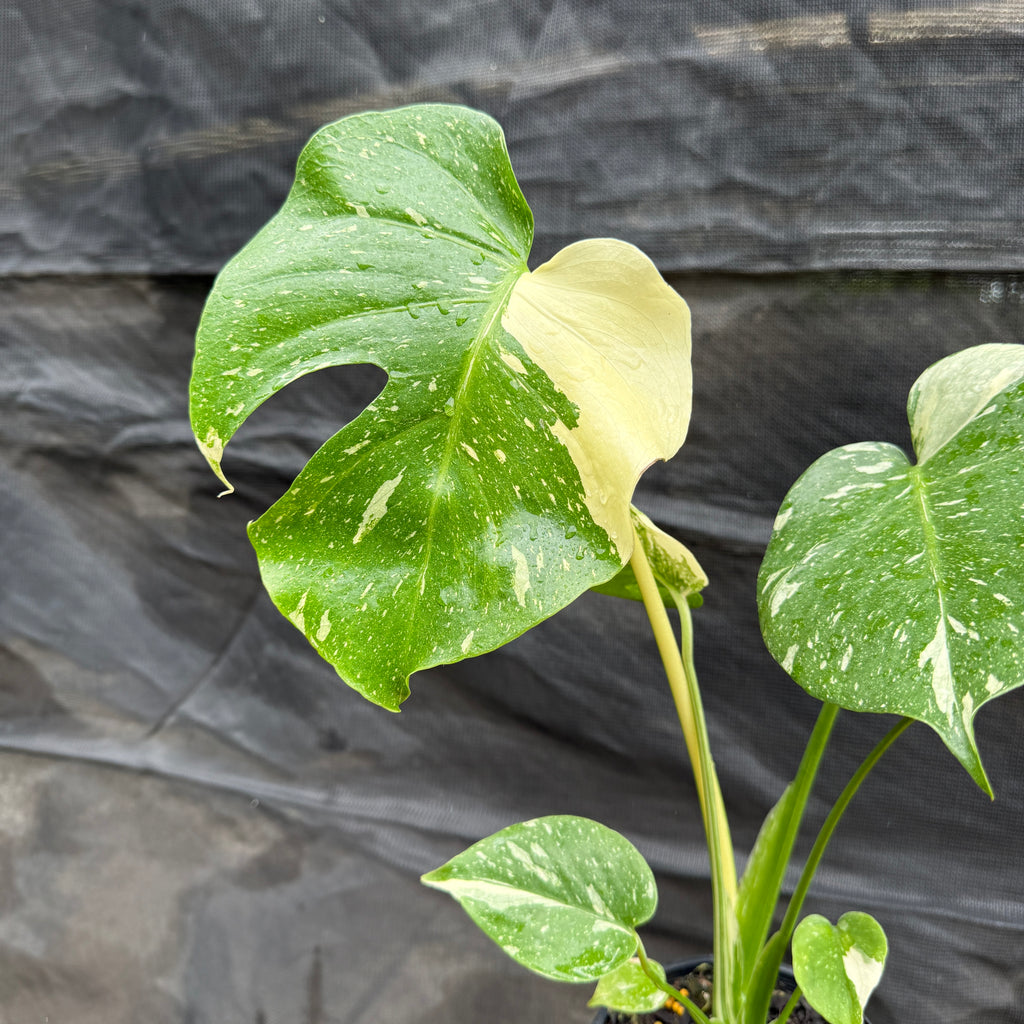 Monstera 'Thai Constellation'