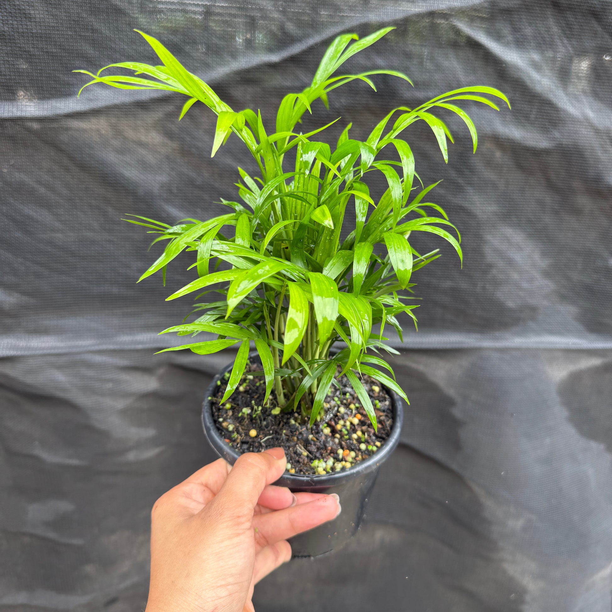 Parlour Palm (Chamaedorea Elegans)