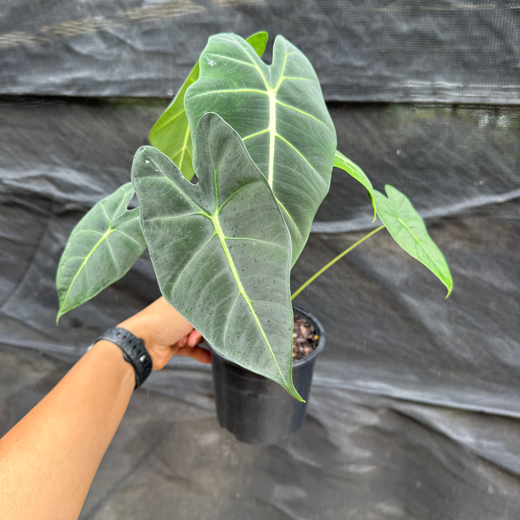 Alocasia 'Green Velvet'