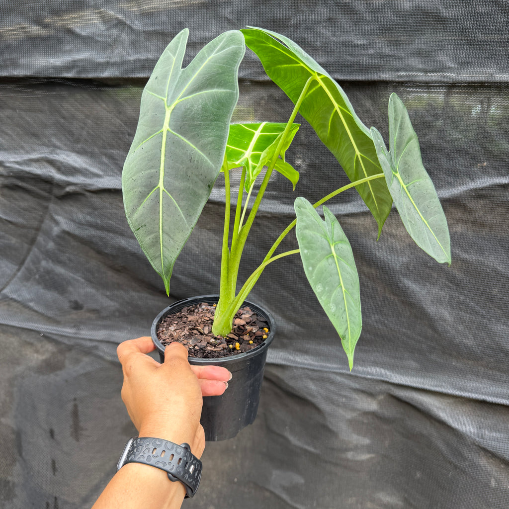 Alocasia 'Green Velvet'