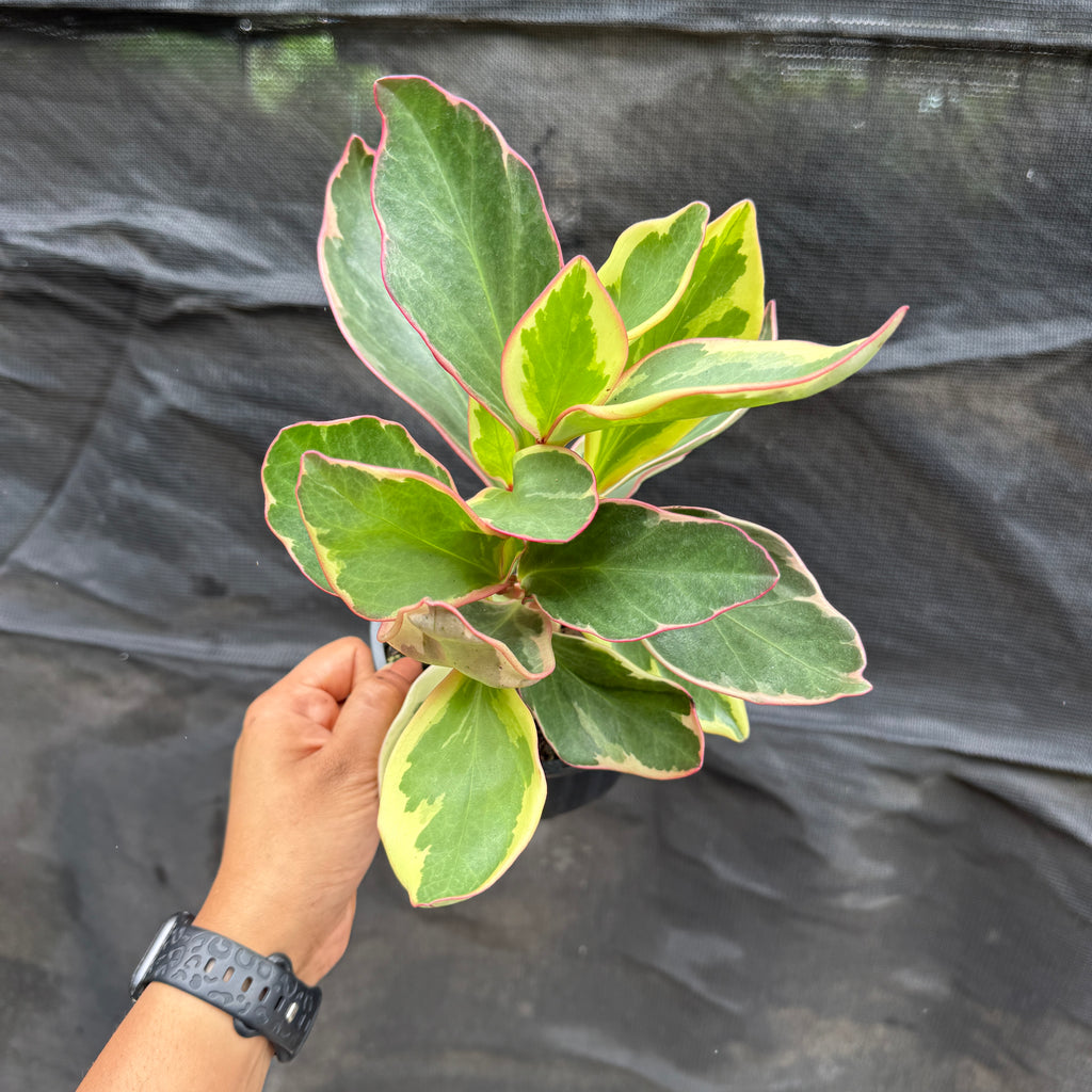Peperomia Clusifoliia 'Red Jelly'