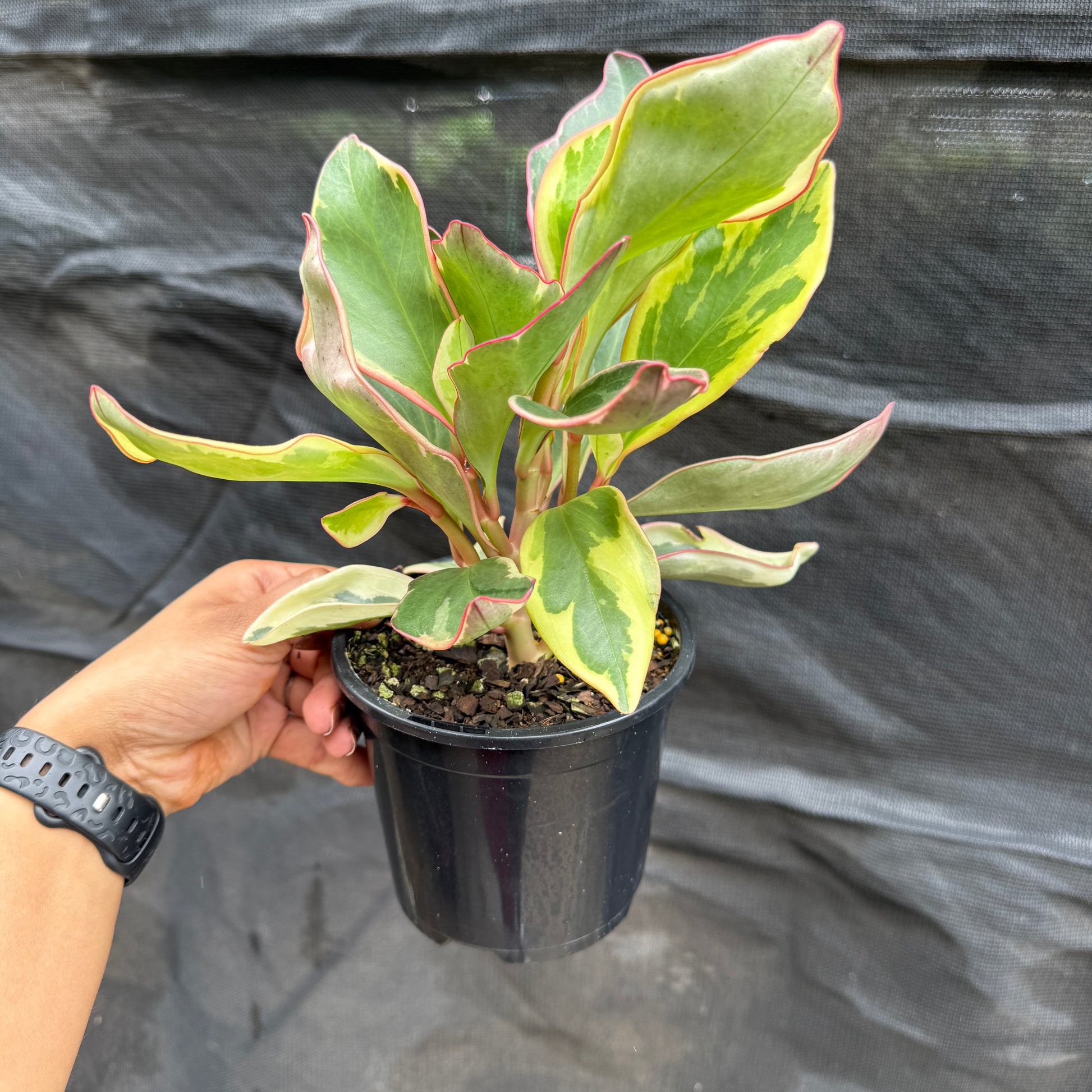 Peperomia clusiifolia Red Edge indoor plant with glossy green and red leaves in pot Sydney