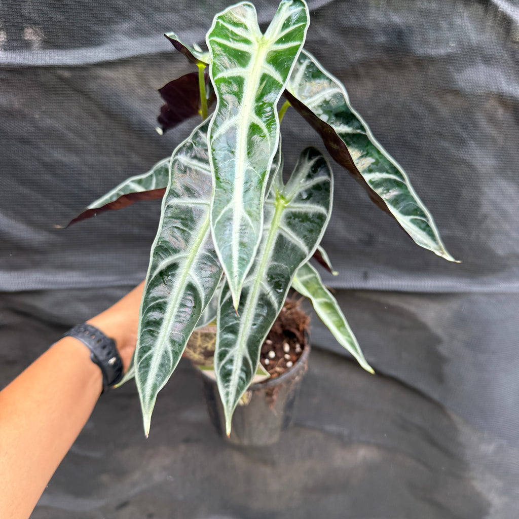 Alocasia Bambino