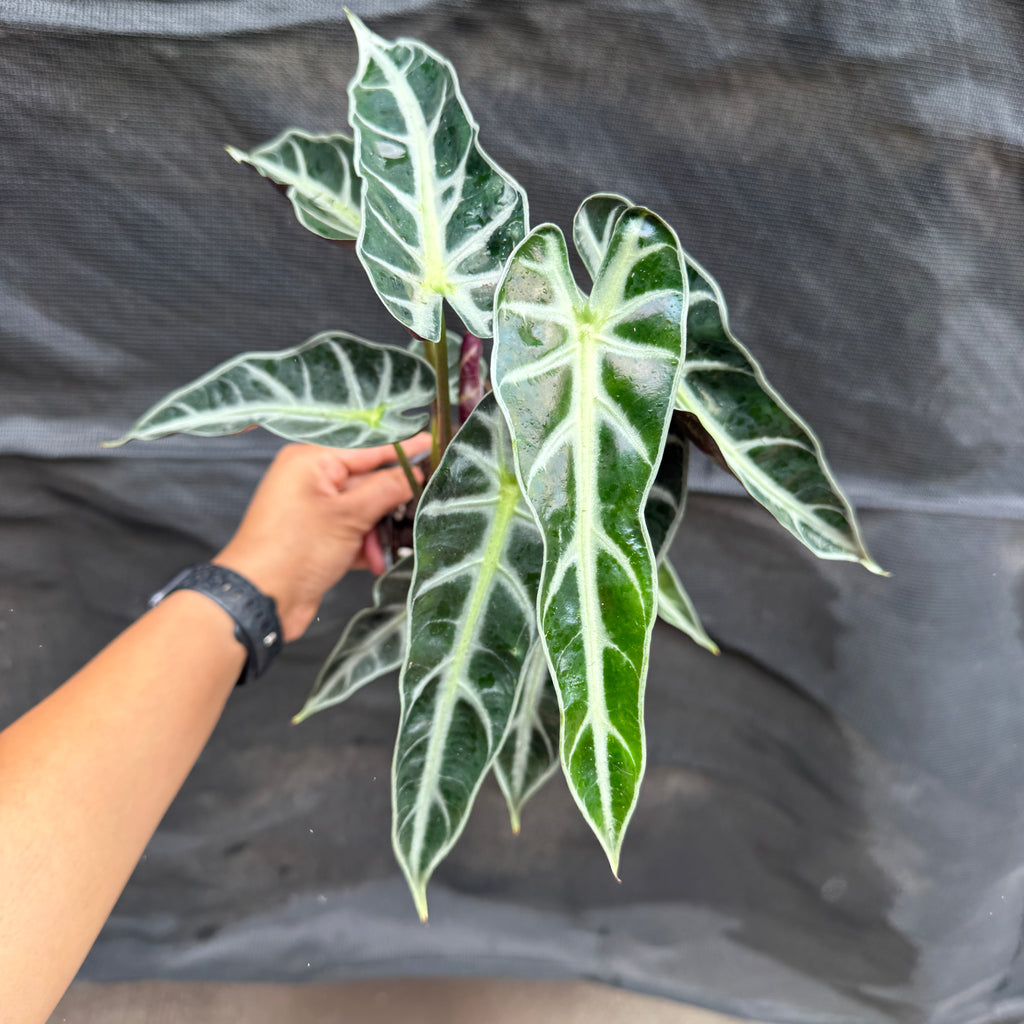 Alocasia Bambino