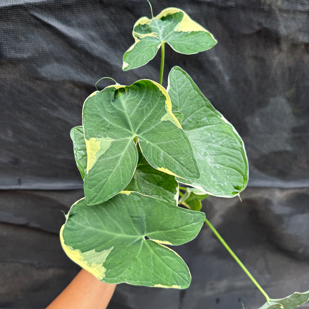 Xanthosoma Albo Margarita rare variegated tropical plant with white and green leaves in pot Sydney