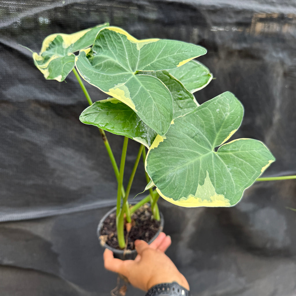 Xanthosoma ‘Albo Margarita’ Mickey Mouse